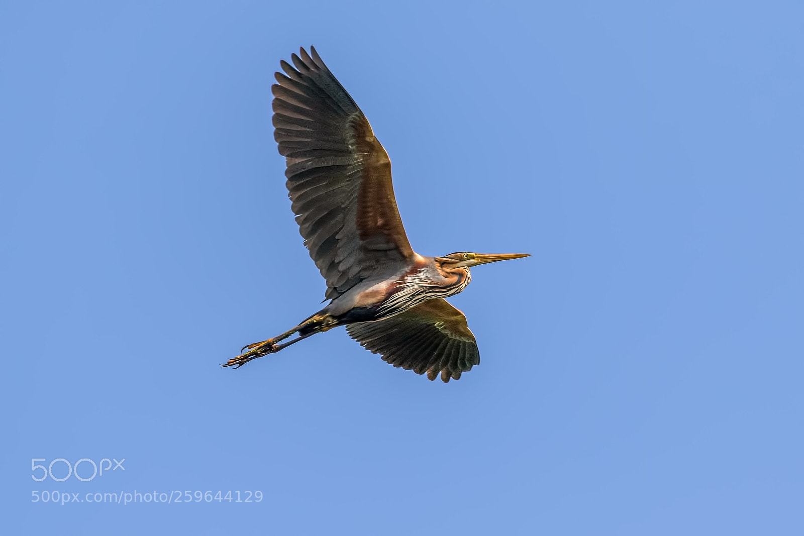 Canon EOS 7D Mark II sample photo. Flying high photography
