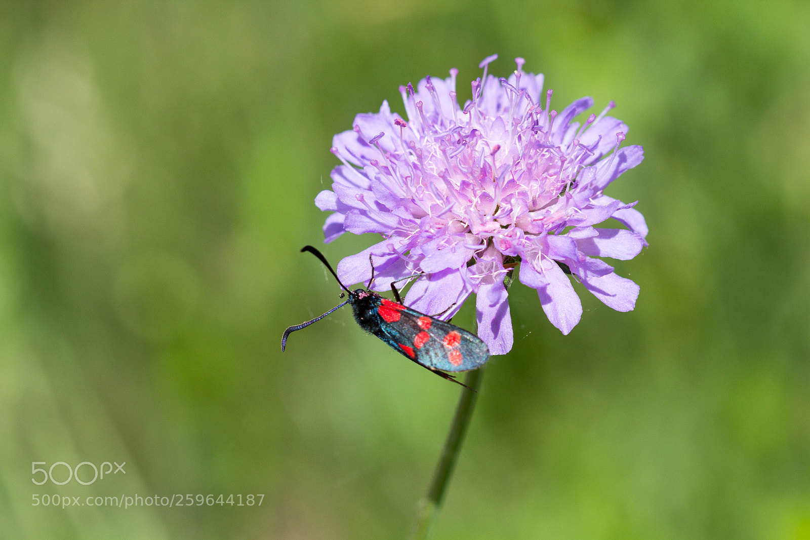 Canon EOS 60D sample photo. Rote punkte auf lila photography