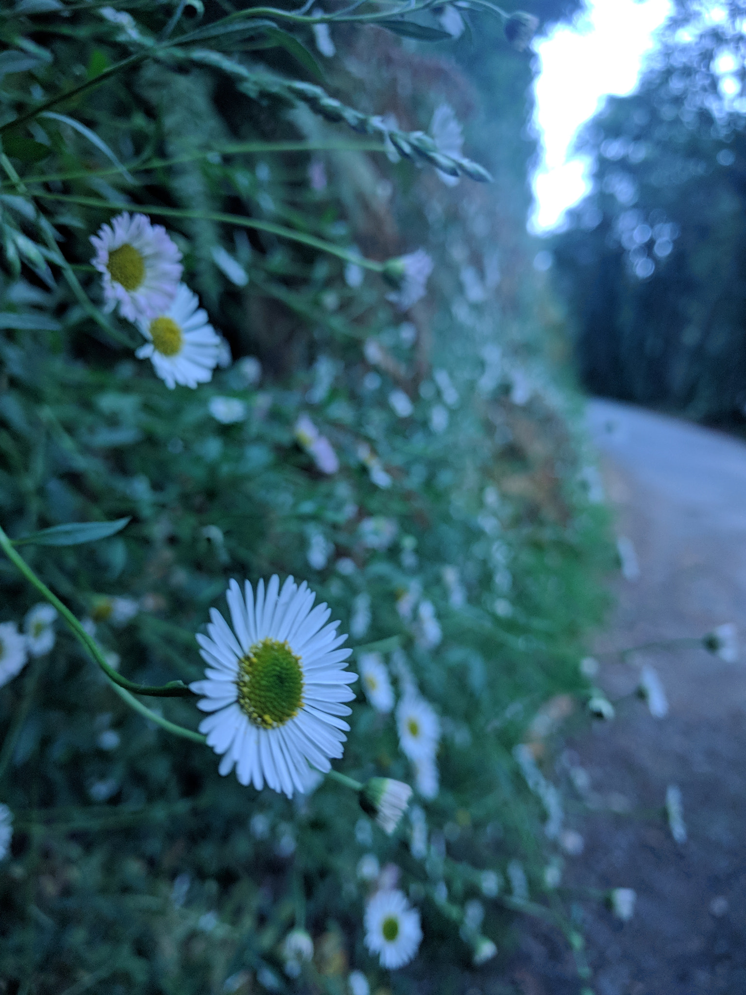 Google Nexus 6P sample photo. Flower way photography