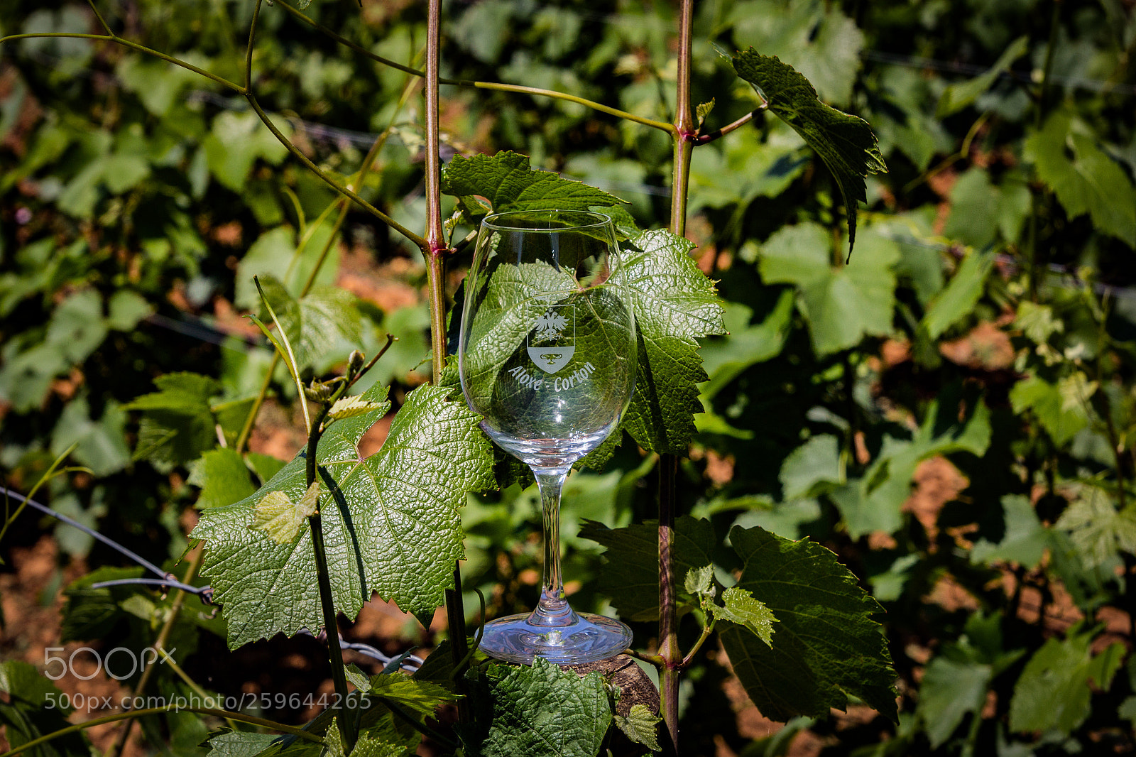 Canon EOS 60D sample photo. Aloxe corton photography