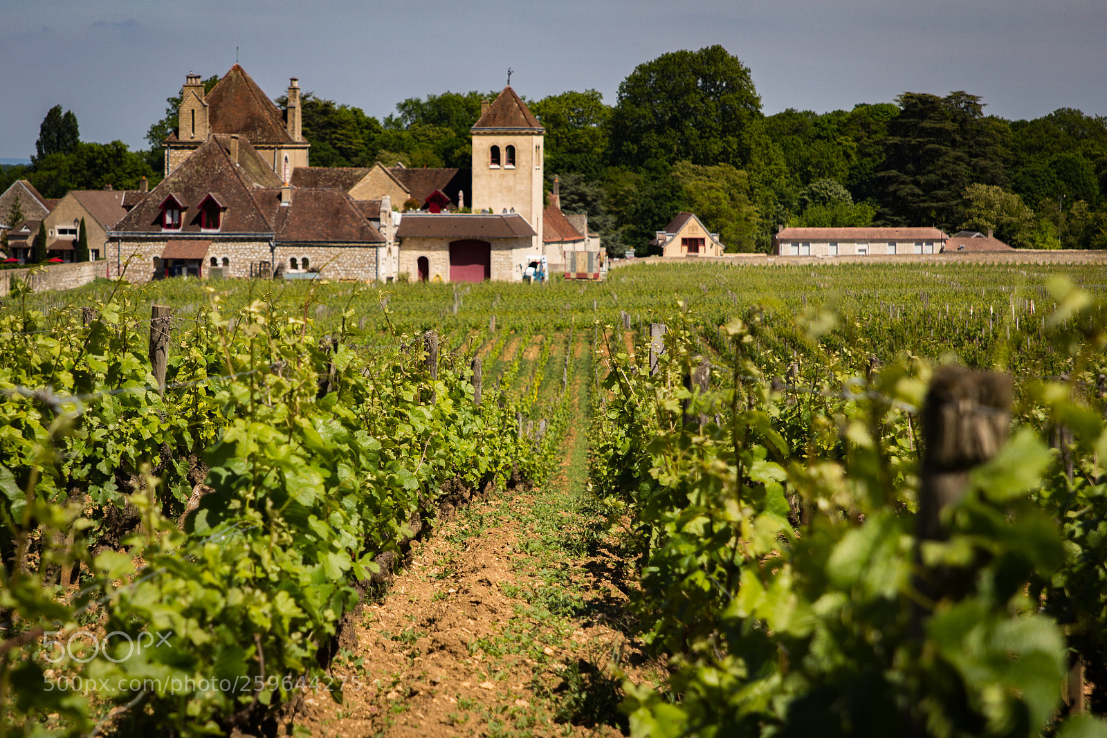 Canon EOS 60D sample photo. Weinlandschaft photography