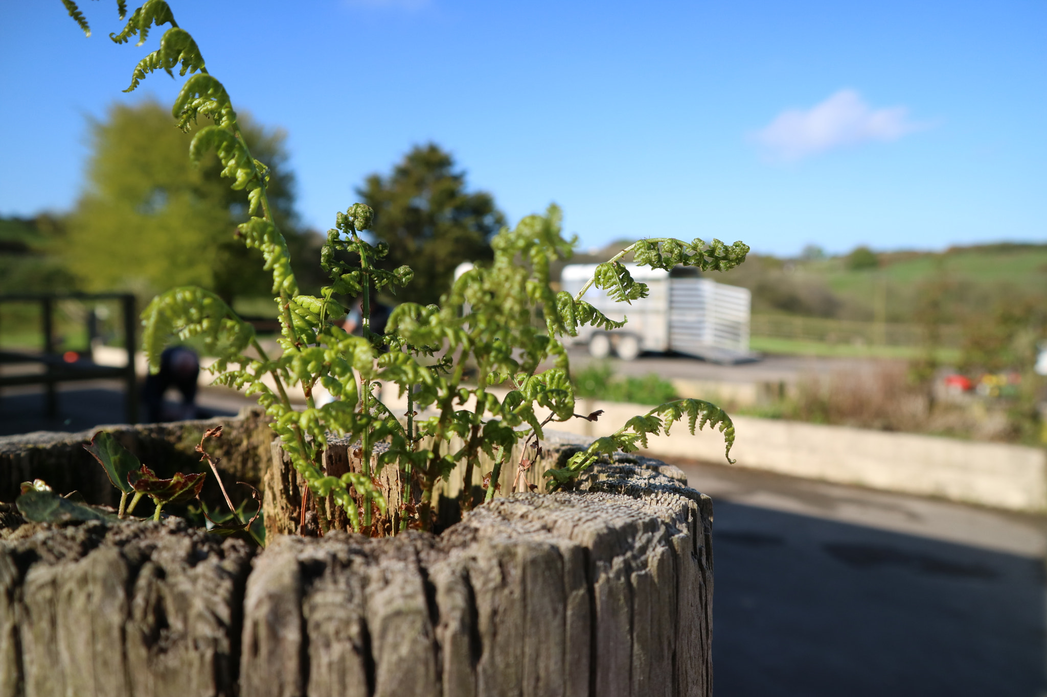 Canon EOS M3 sample photo. Leaves photography