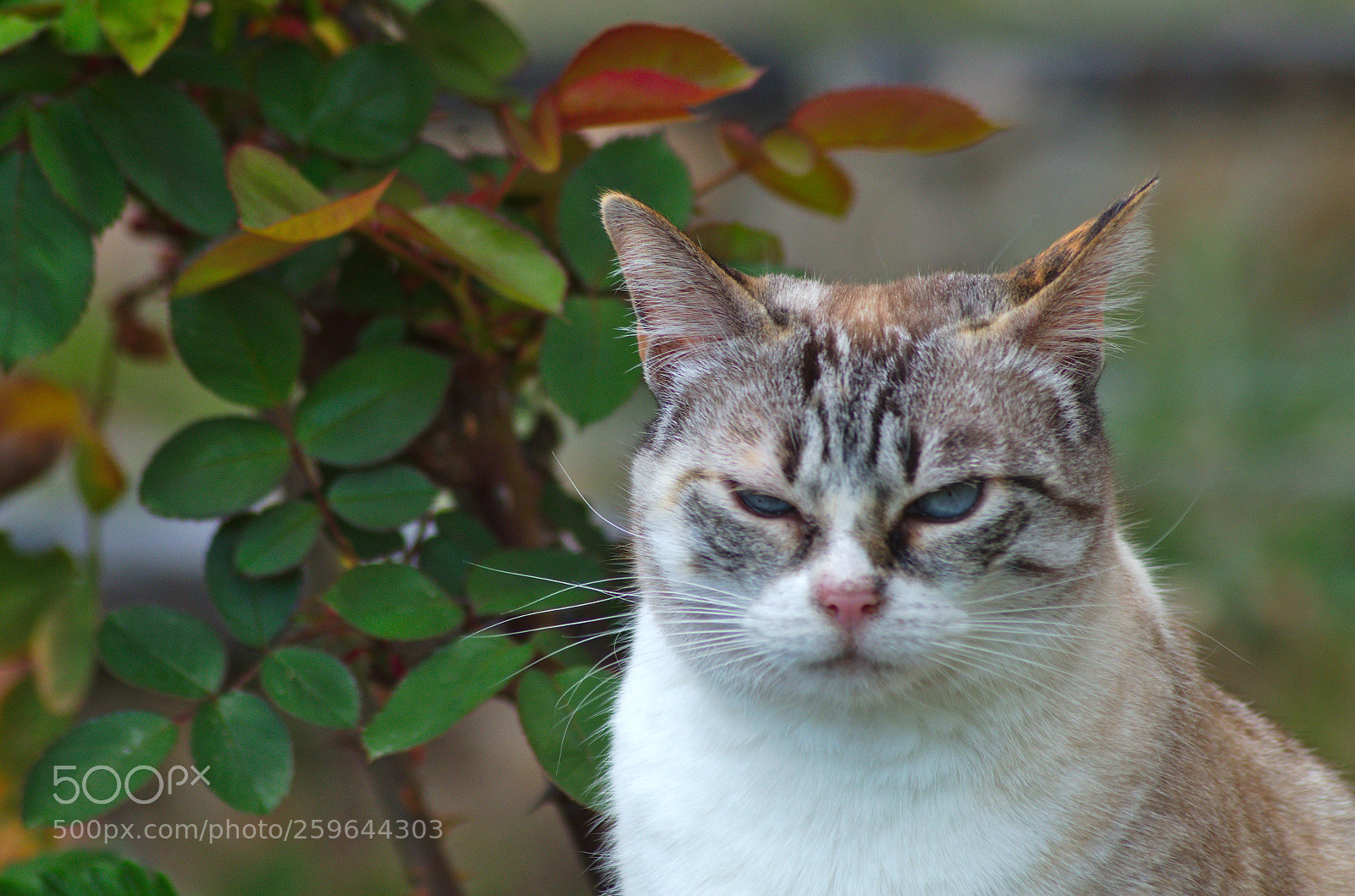 Pentax K-50 sample photo. I hate being a photography