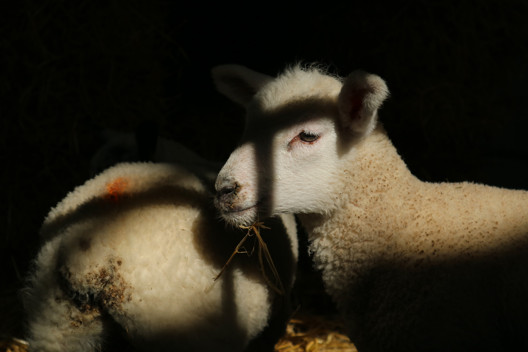 Canon EOS M3 + Canon EF-M 15-45mm F3.5-6.3 IS STM sample photo. Sheep photography
