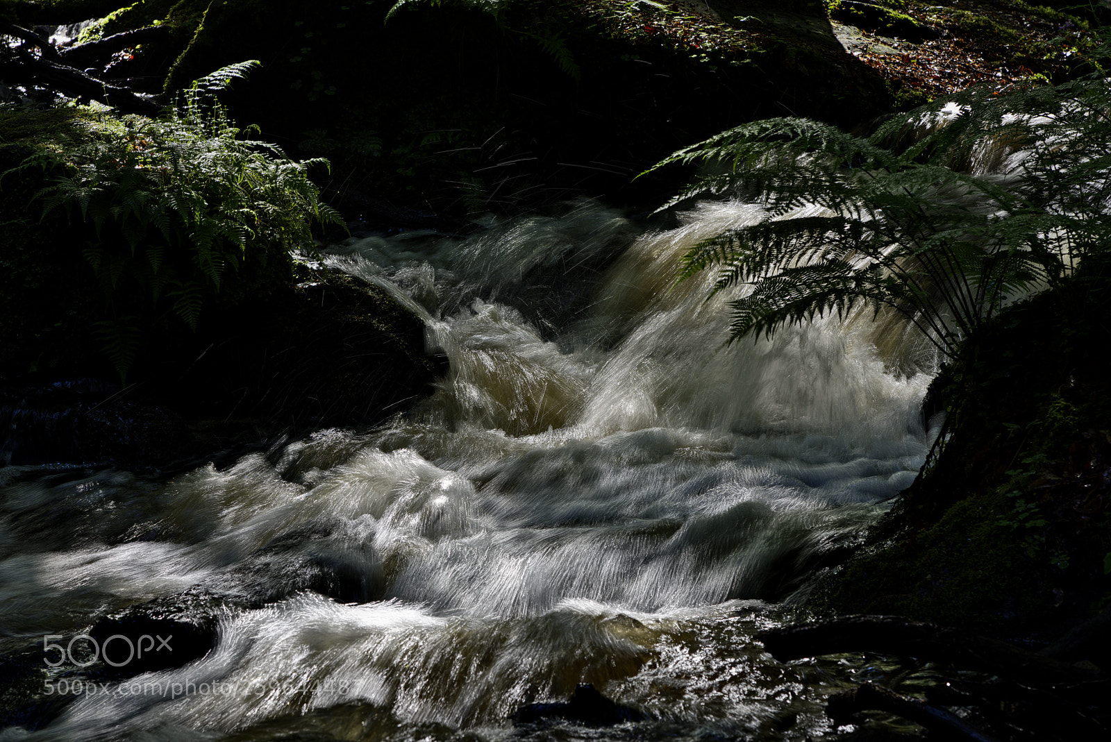 Nikon D750 sample photo. Creek39 photography