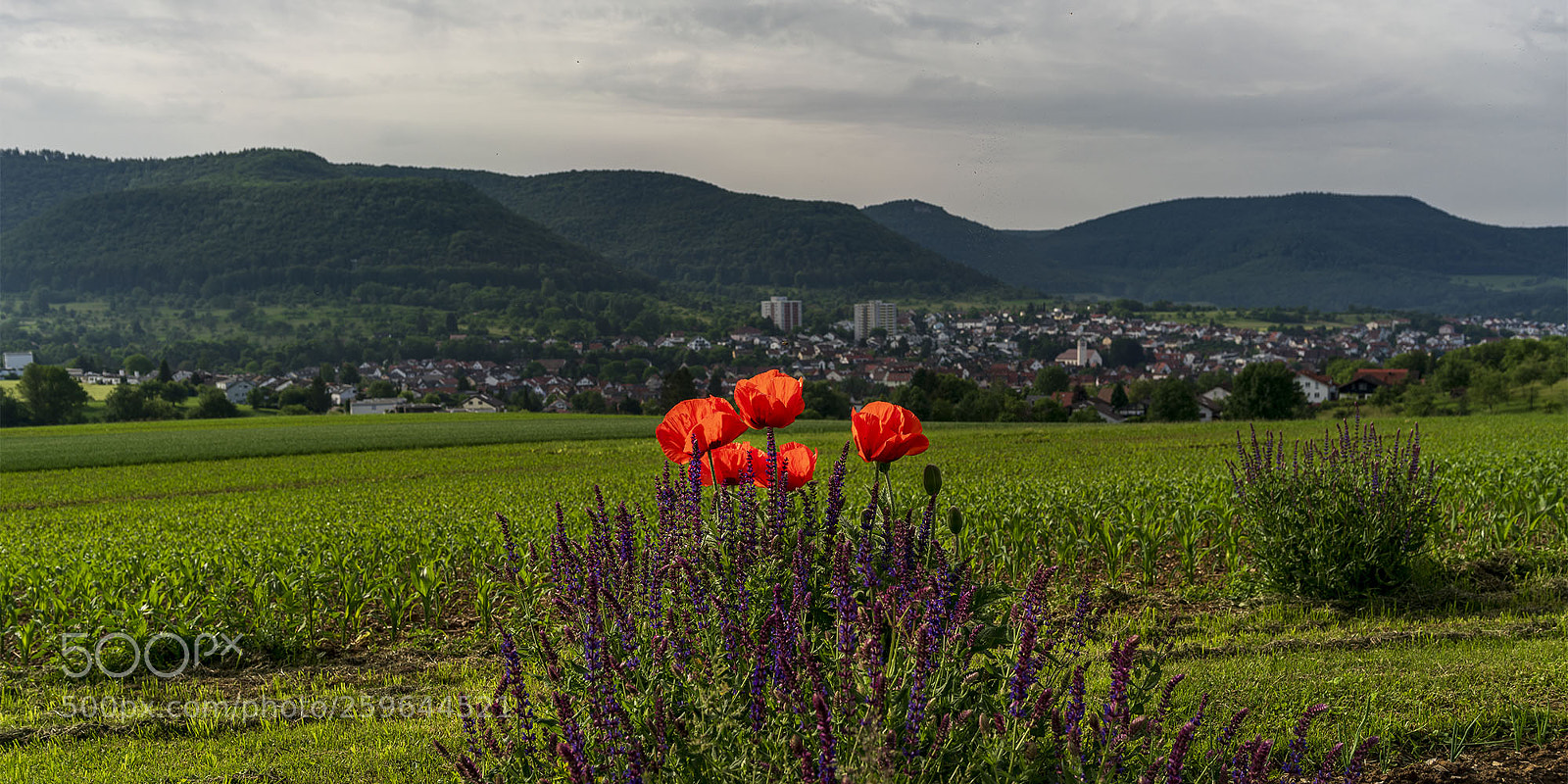 Sony a7R II sample photo. Eningen 270518-002 photography