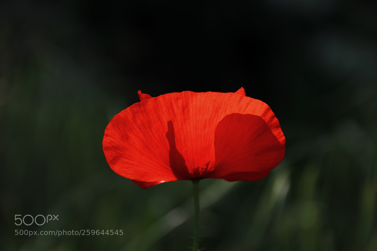 Canon EOS 1300D (EOS Rebel T6 / EOS Kiss X80) sample photo. Poppy in dark green photography