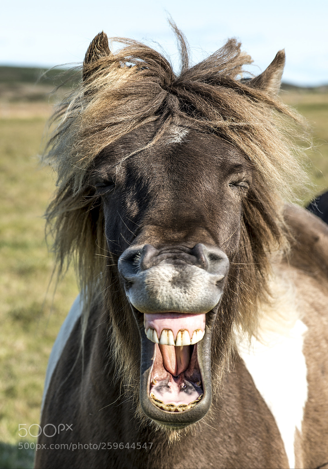Nikon D800 sample photo. Laughing pony photography