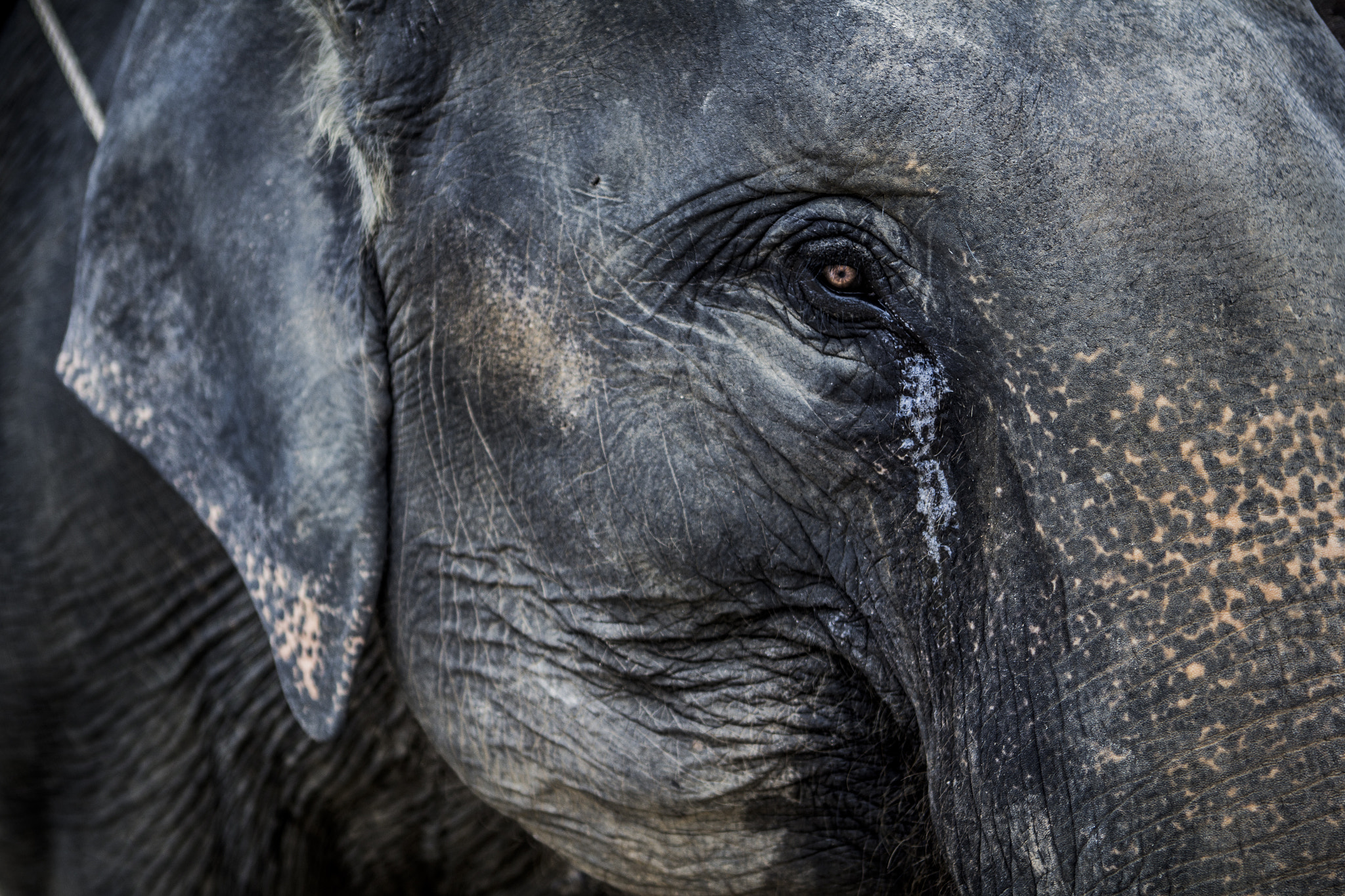 Crying Elephant By Nasser Alqattan 500px