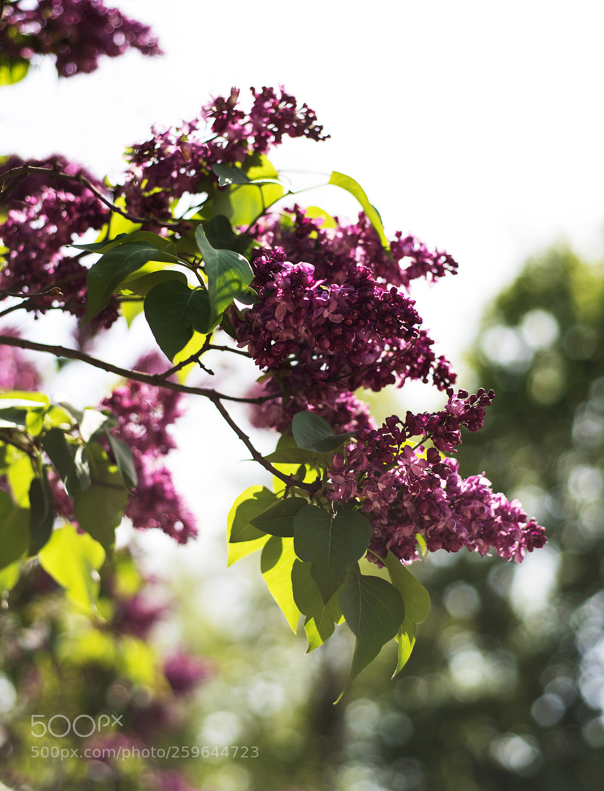 Nikon D750 sample photo. Spring branch of blossoming photography