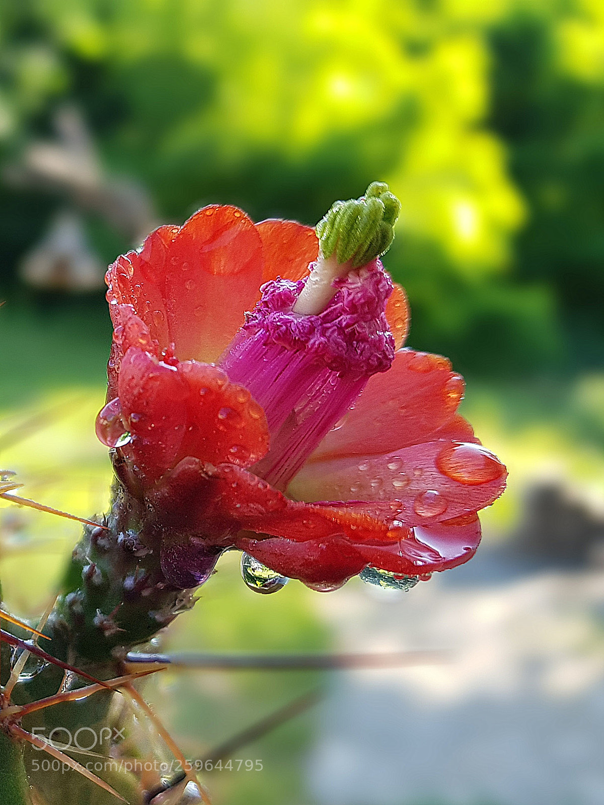 Samsung Galaxy S8 sample photo. Echinocereus triglochidiatus samsung galaxy photography