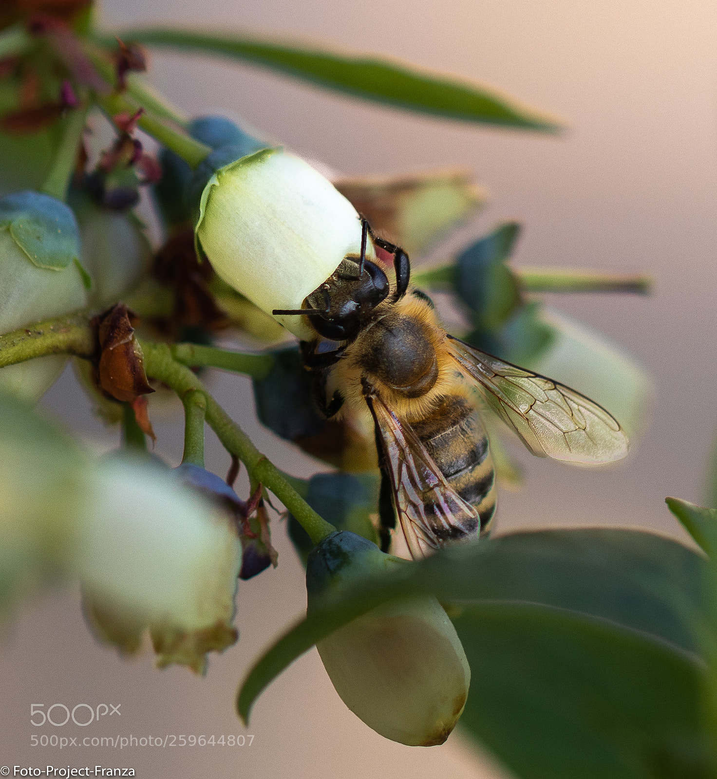 Canon EOS 80D sample photo. Die biene maja photography