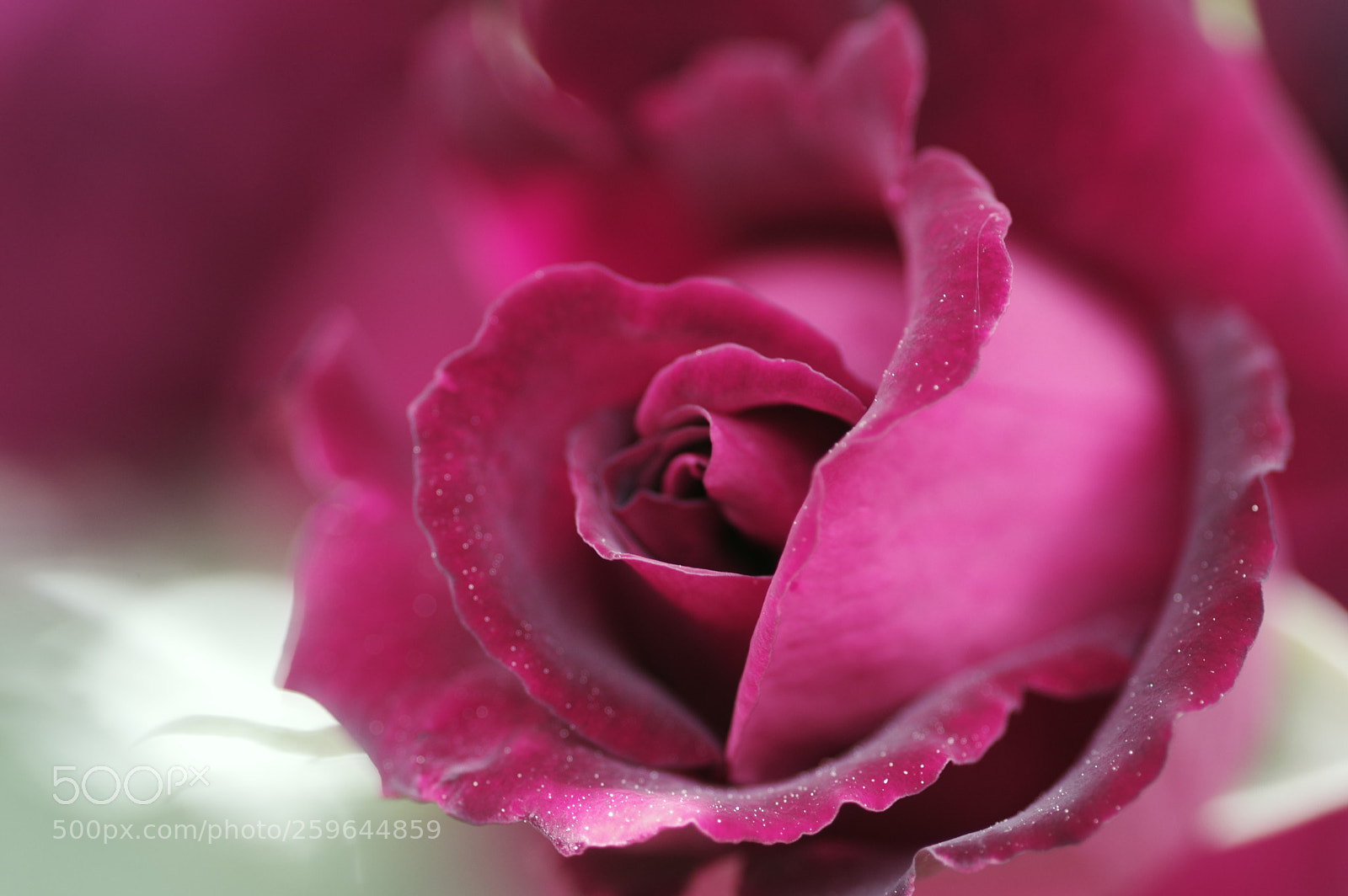 Pentax K-3 II sample photo. Rose petals nature created photography