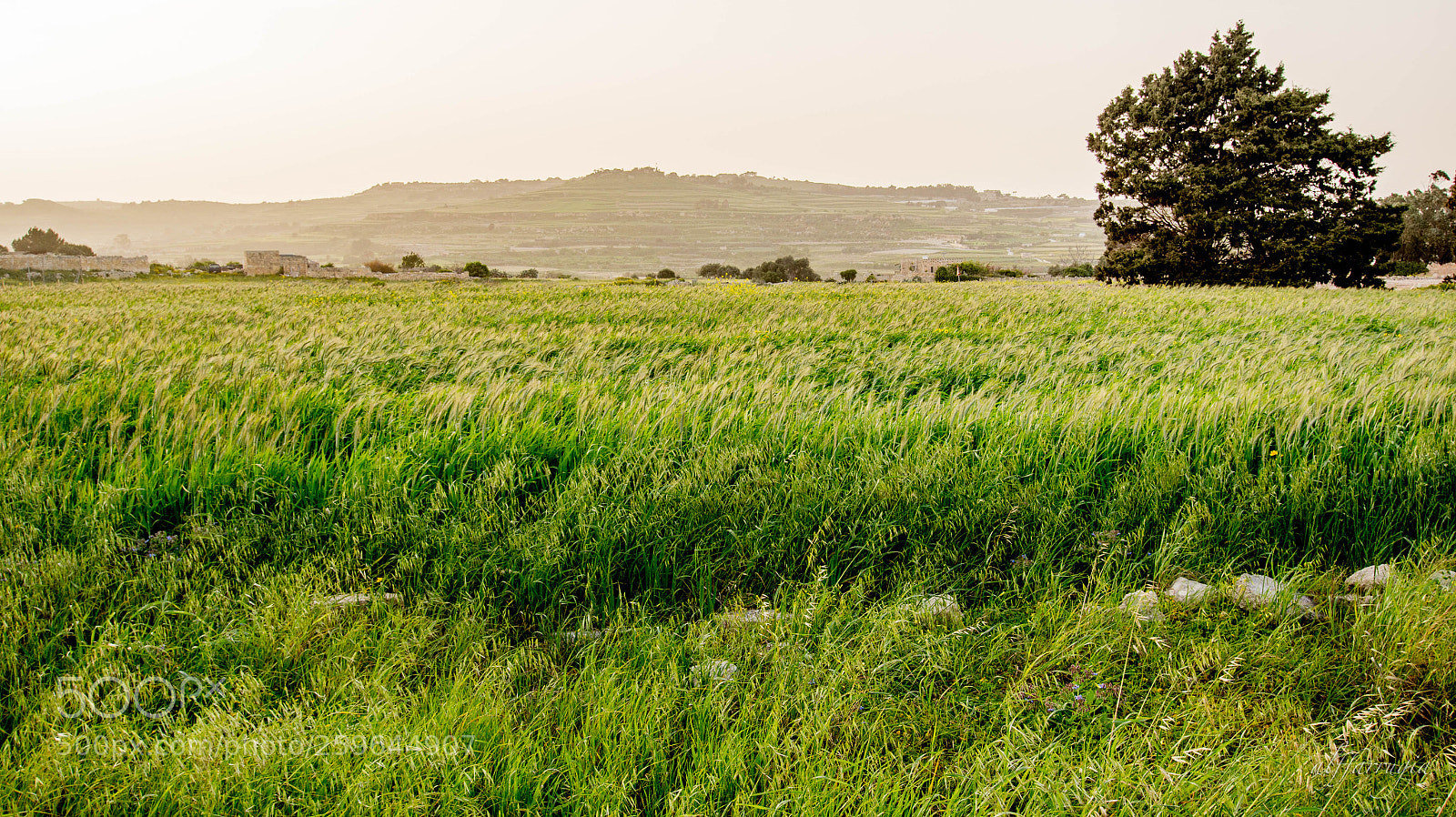 Nikon D7200 sample photo. Malta countryside - fields photography