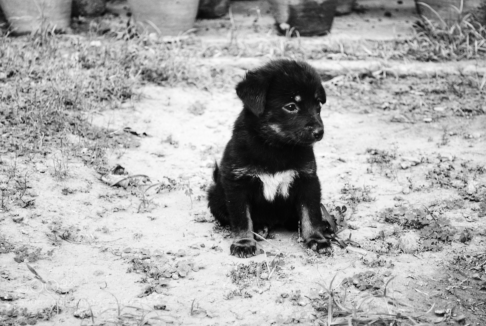 Nikon D3000 sample photo. Animals matter photography