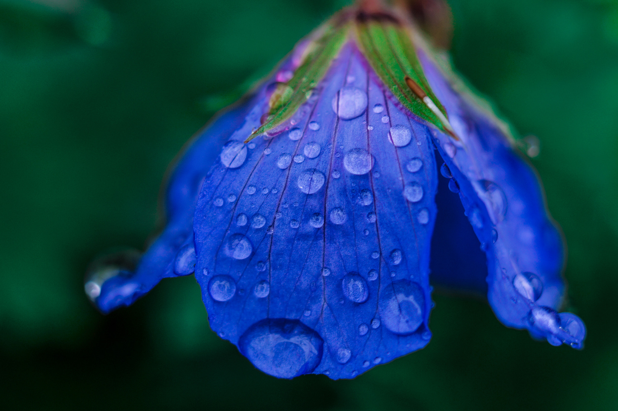 Sony Alpha NEX-5N sample photo. Rain & flower photography