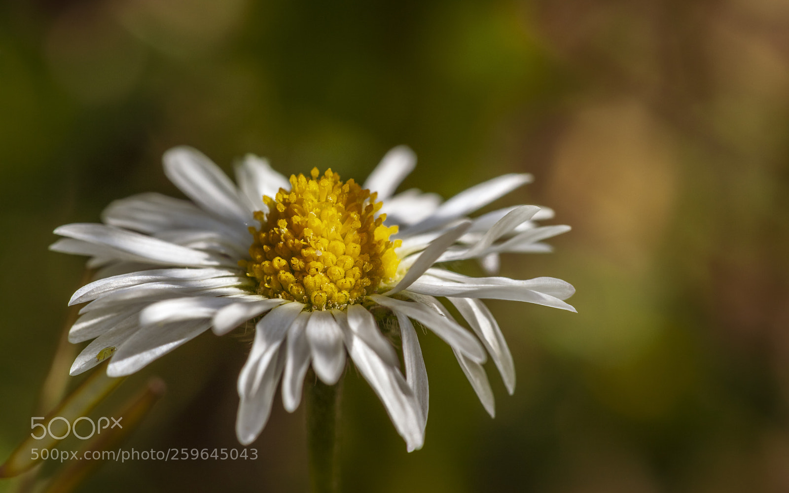 Canon EOS 5D Mark II sample photo. Daisy photography