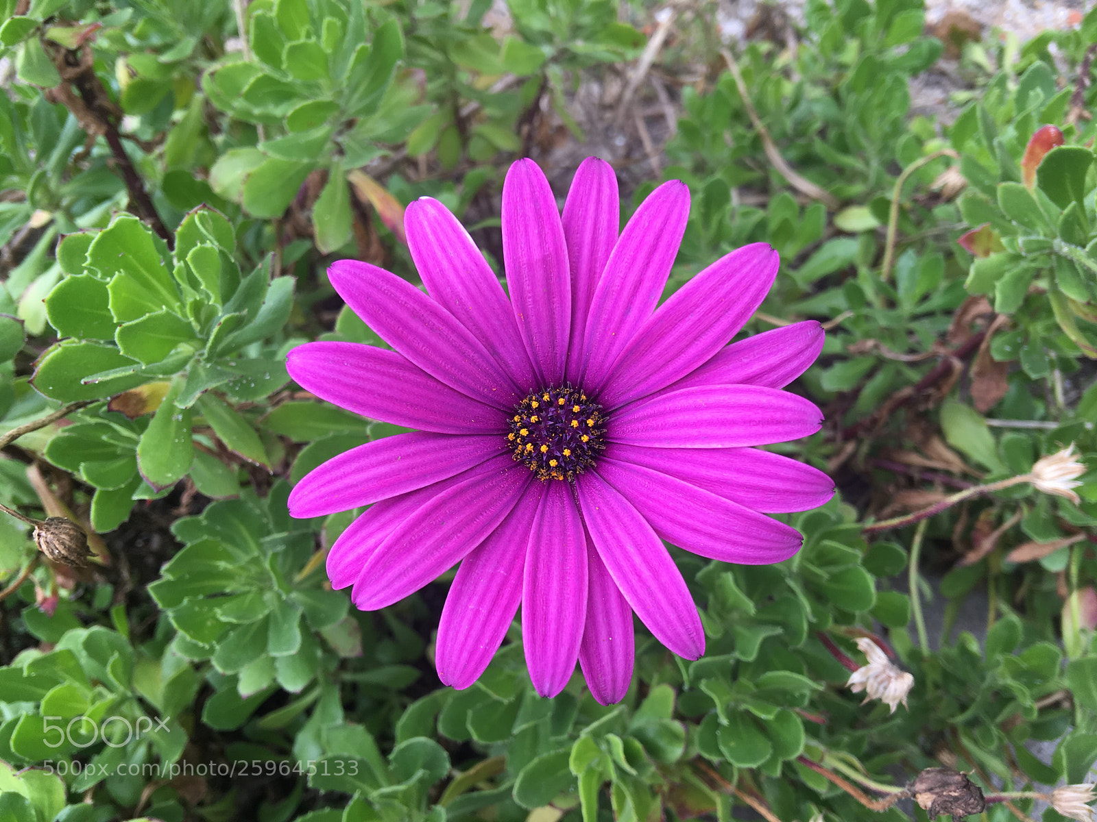 Apple iPhone 6s Plus sample photo. Flor photography