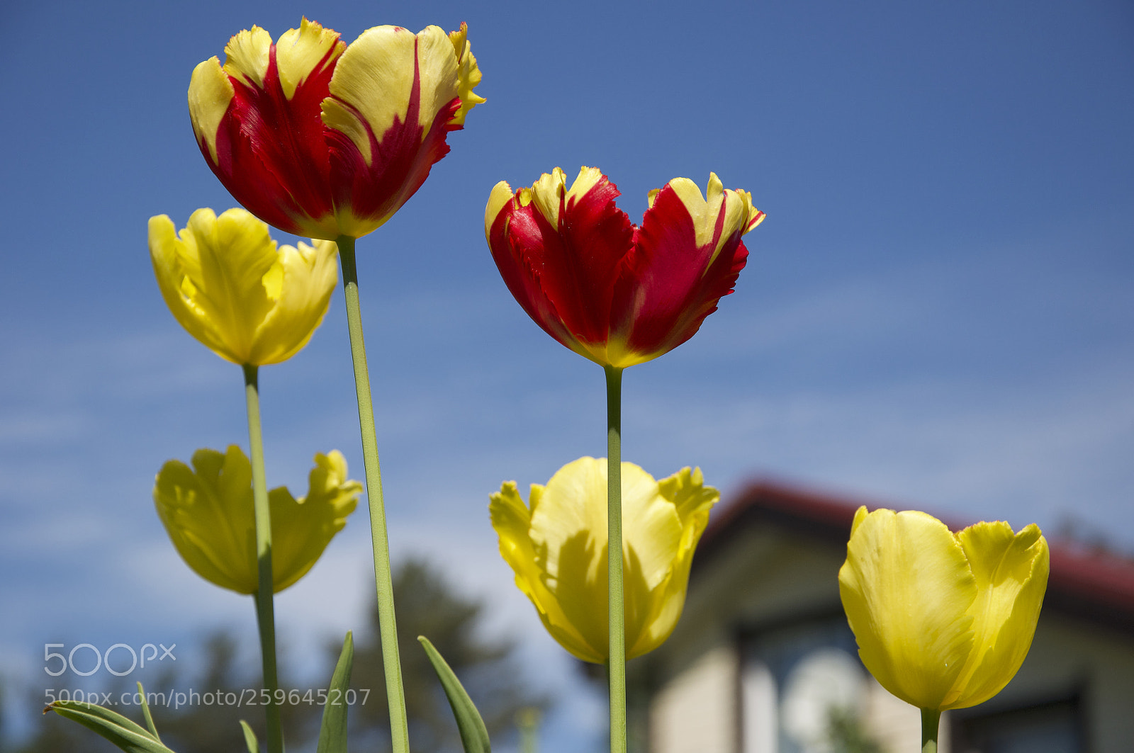 Nikon D5000 sample photo. Tulips and sky photography