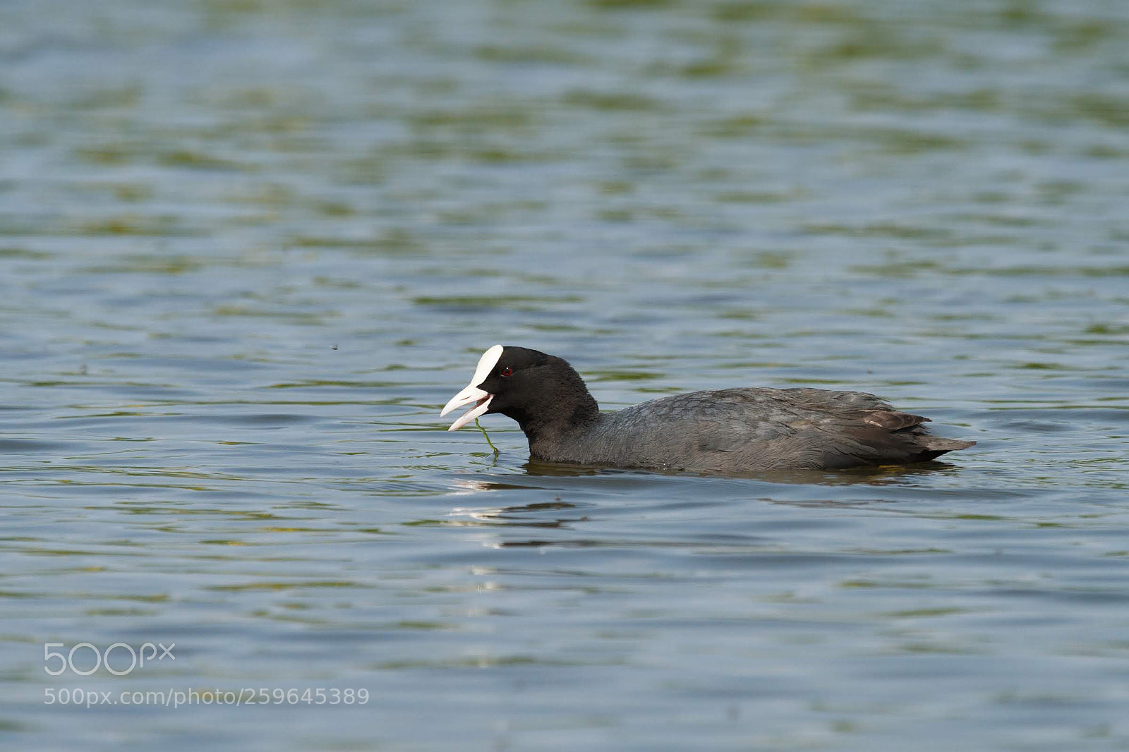 Canon EOS 7D sample photo. Coot photography