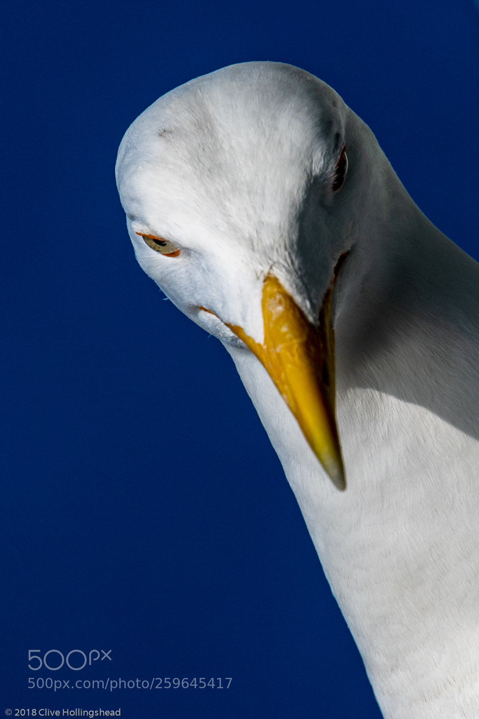 Canon EOS 7D Mark II sample photo. You, yes you! photography