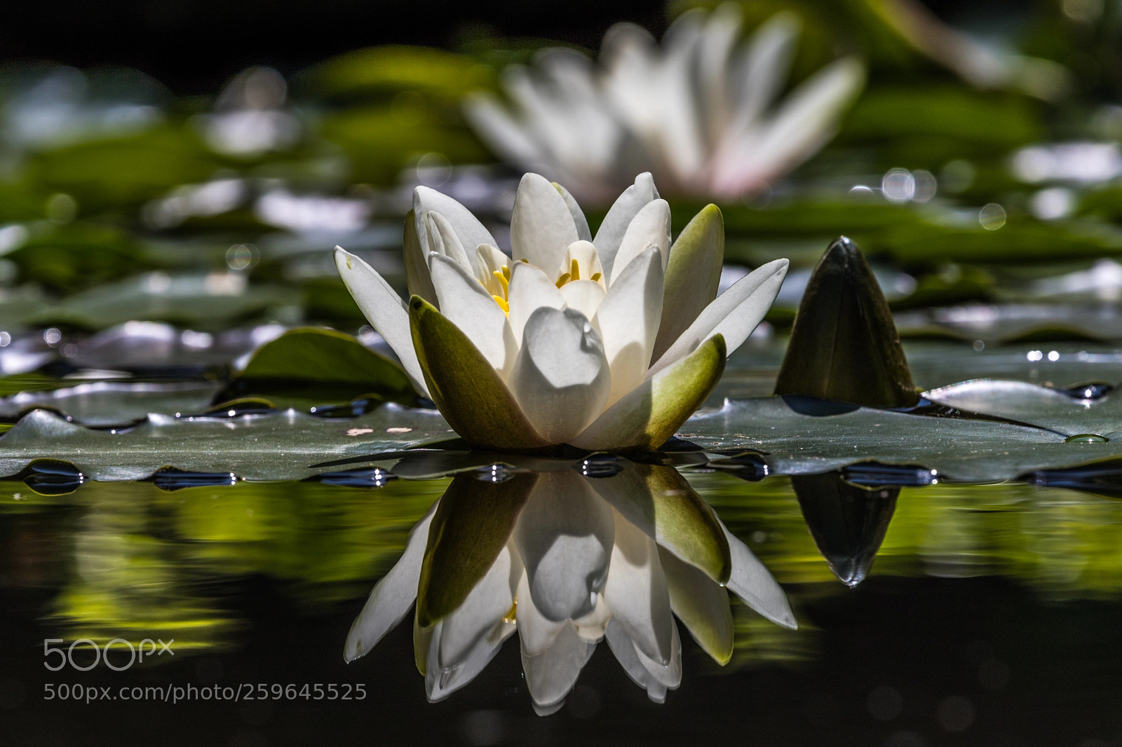 Canon EOS 6D Mark II sample photo. The reflection of a photography