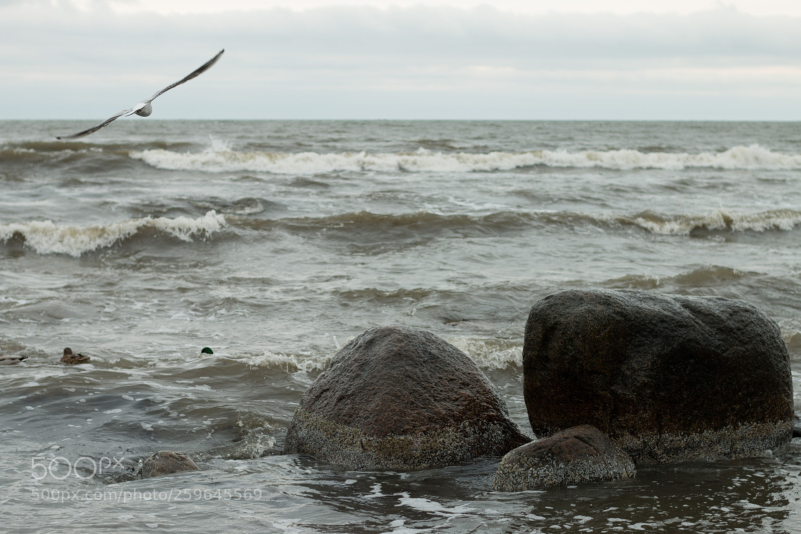 Canon EOS 70D sample photo. Bird flying over some photography