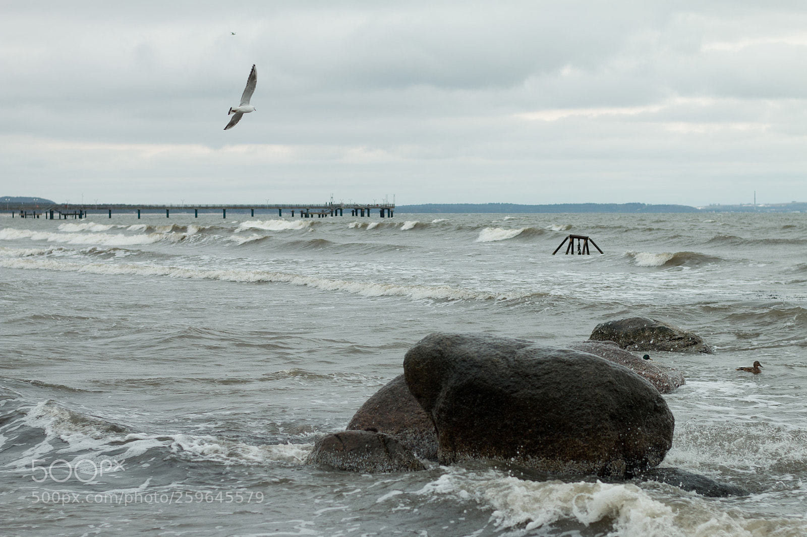 Canon EOS 70D sample photo. Bird flying over stormy photography