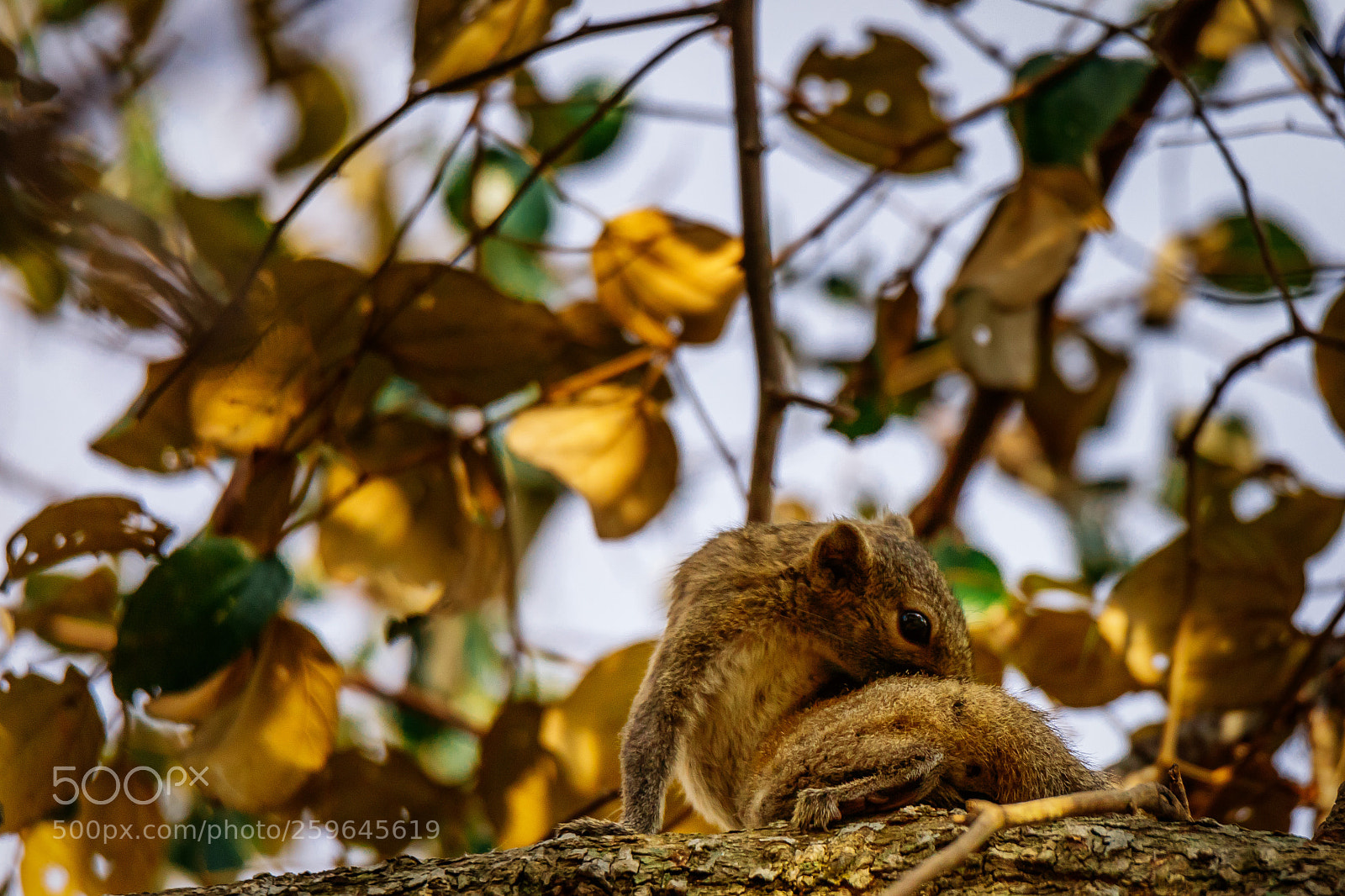 Canon EOS 6D Mark II sample photo. The shy squirrel photography