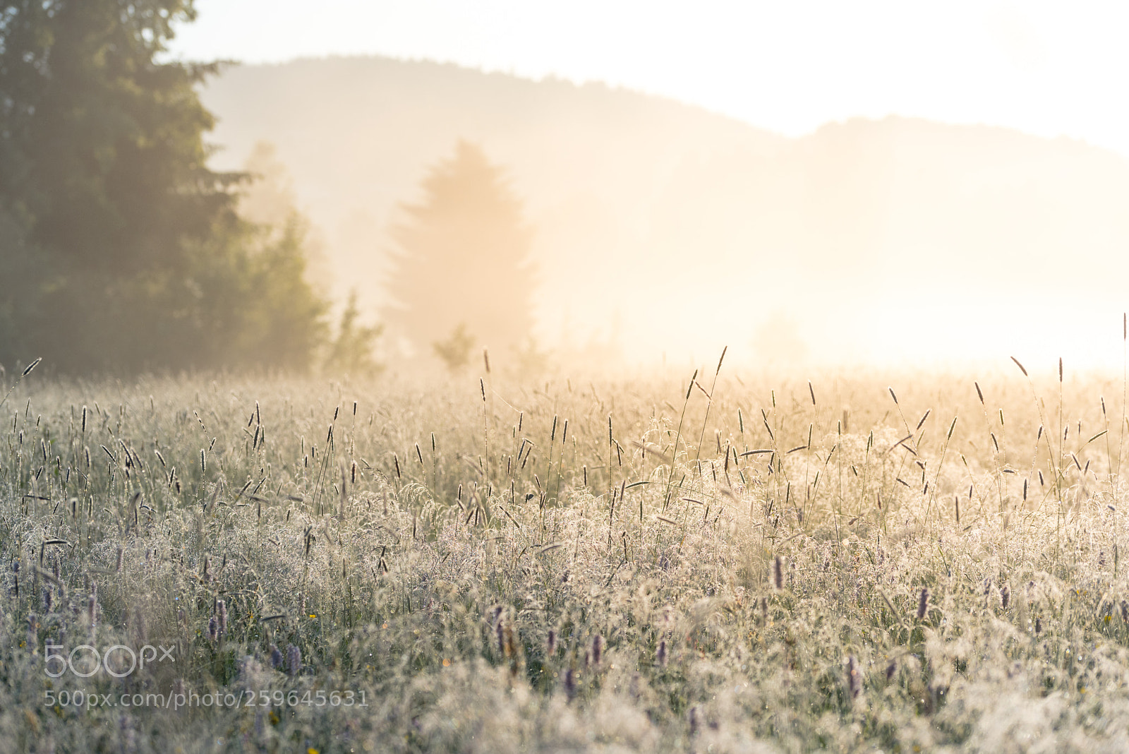 Nikon D750 sample photo. Pure nature photography