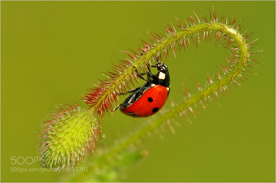 Nikon D90 sample photo. . photography