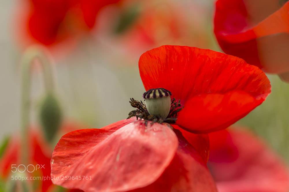 Canon EOS 650D (EOS Rebel T4i / EOS Kiss X6i) sample photo. Wild poppy photography