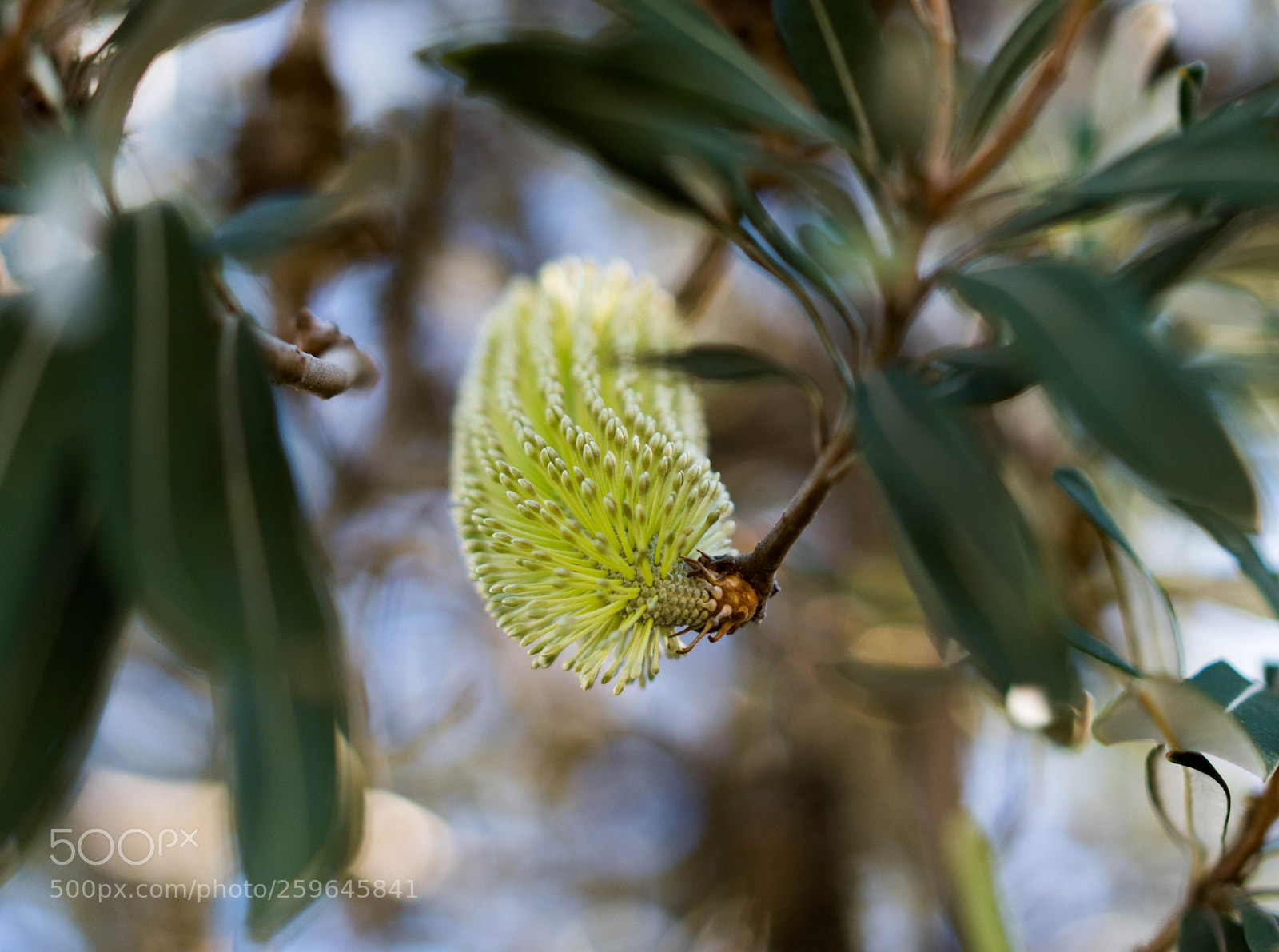 Sony a7R II sample photo. Untitled photography