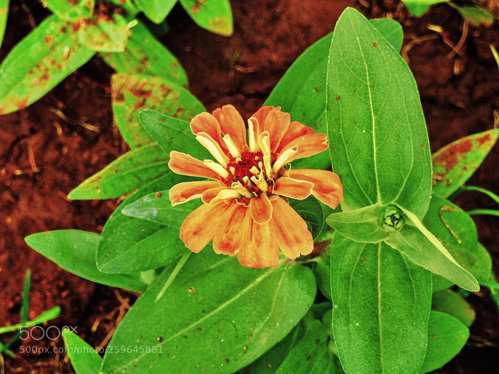 Nikon Coolpix P900 sample photo. Garden photography photography