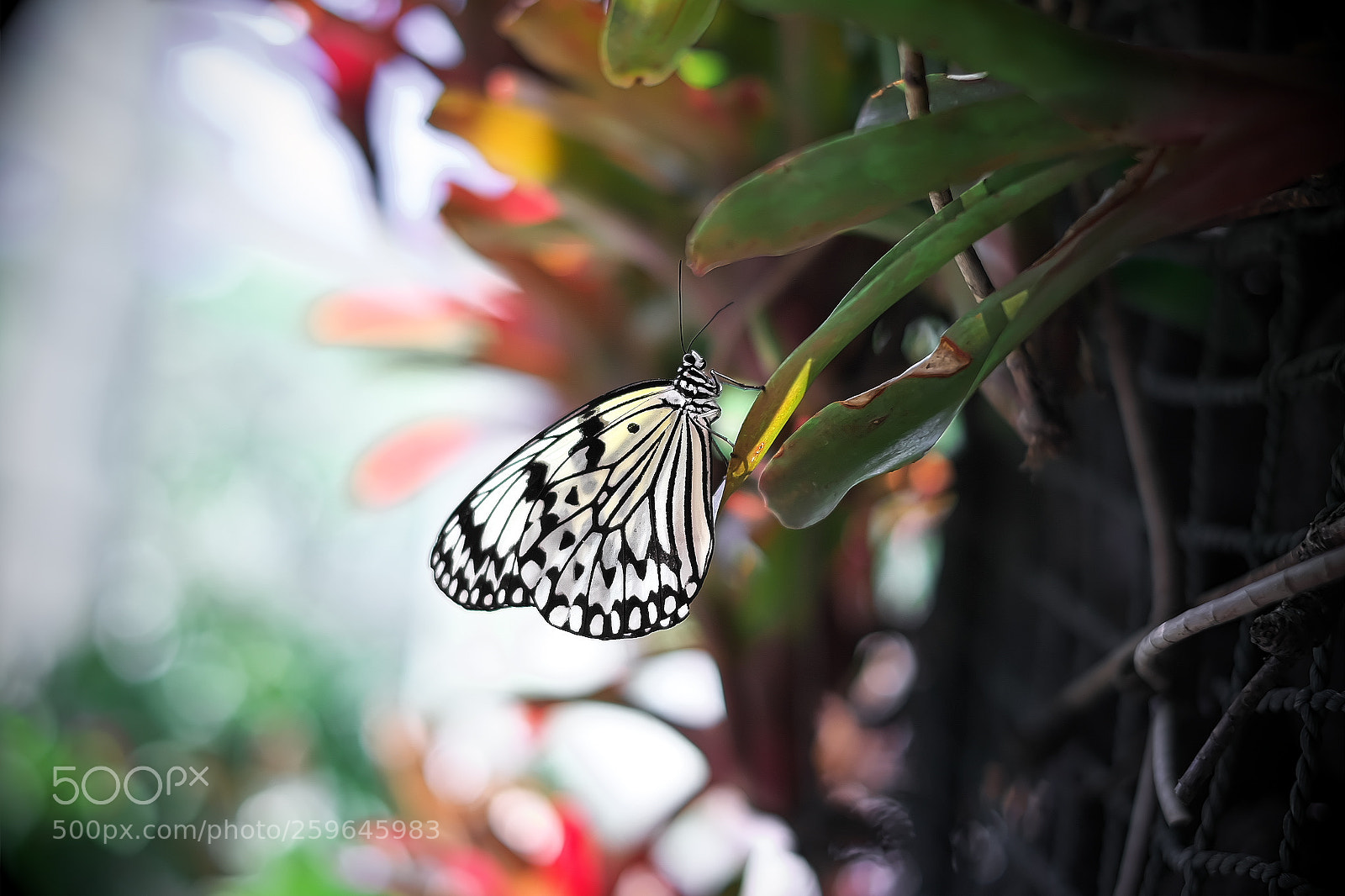 Fujifilm X-E2 sample photo. Butterfly photography
