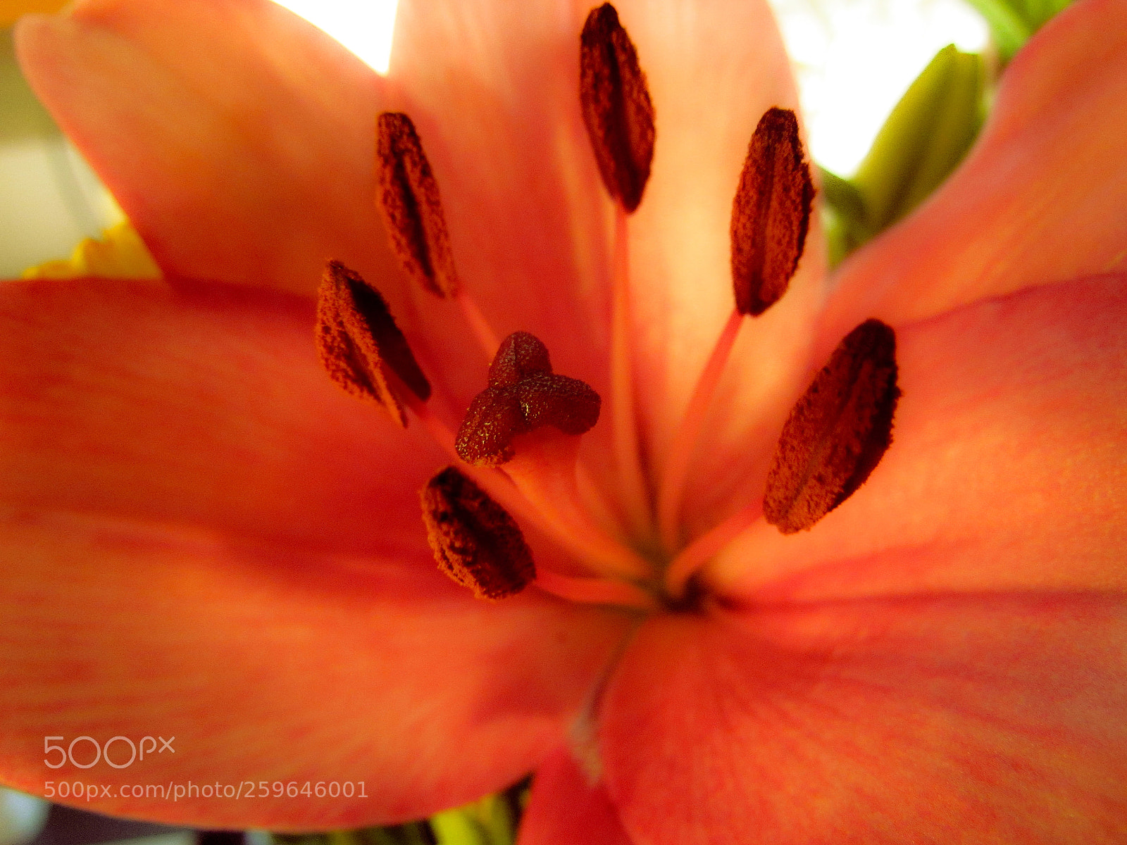 Canon PowerShot SX30 IS sample photo. Fire lily photography