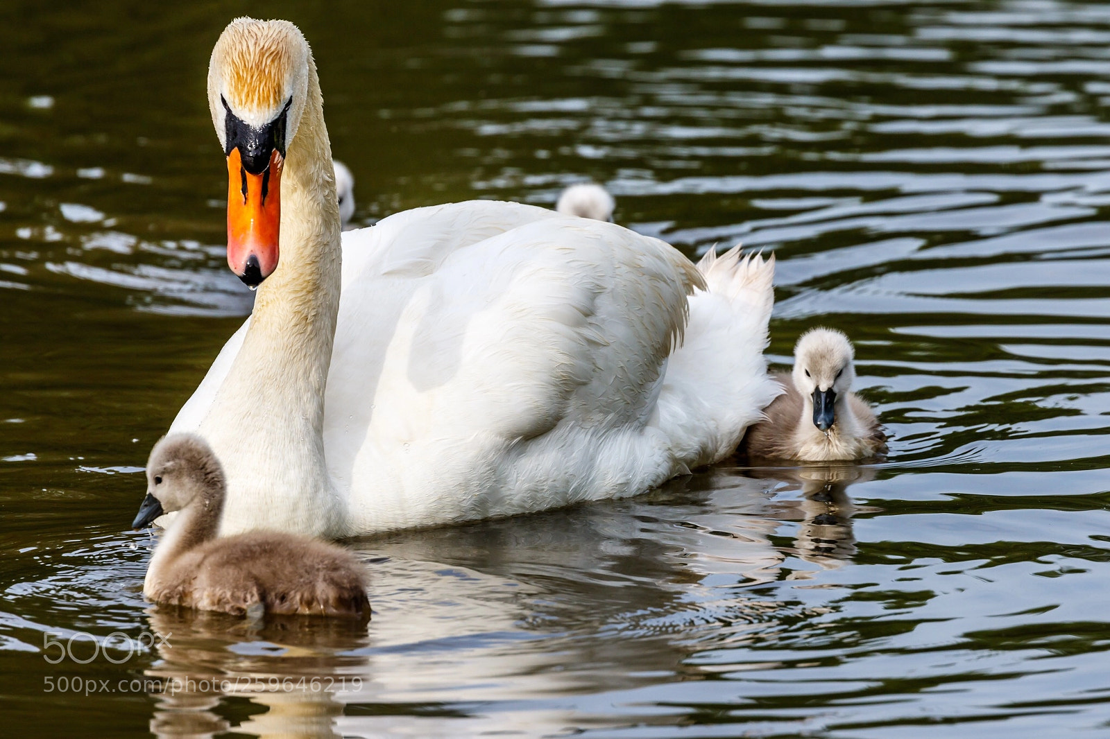 Canon EOS 7D Mark II sample photo. Swanfamily photography