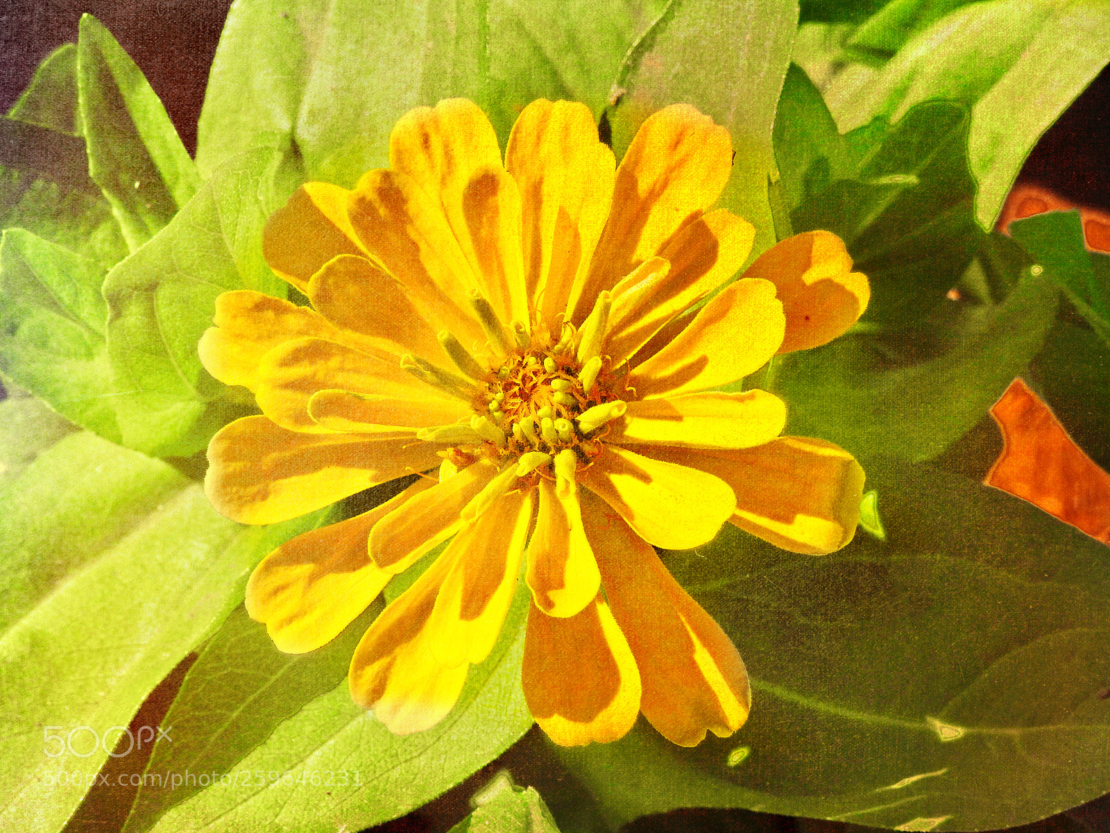 Nikon Coolpix P900 sample photo. Garden photography photography