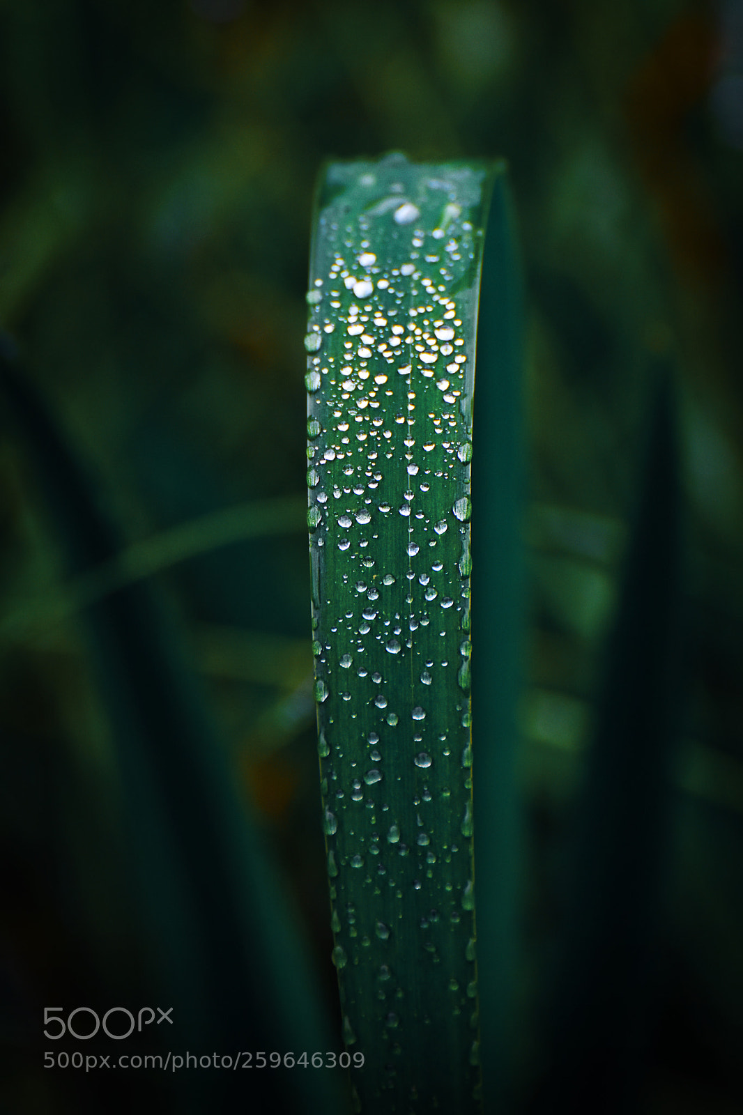 Nikon D7200 sample photo. Raindrops on blade of photography
