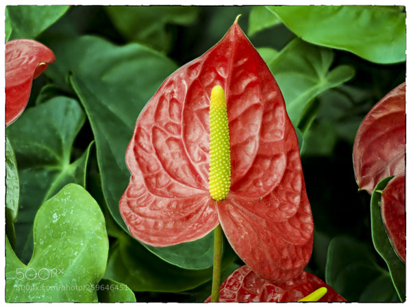 Olympus OM-D E-M1 sample photo. . photography