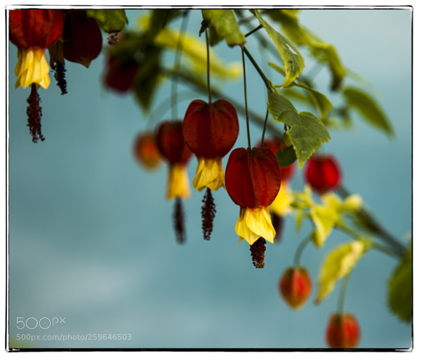 Canon EOS 5D Mark II sample photo. . photography