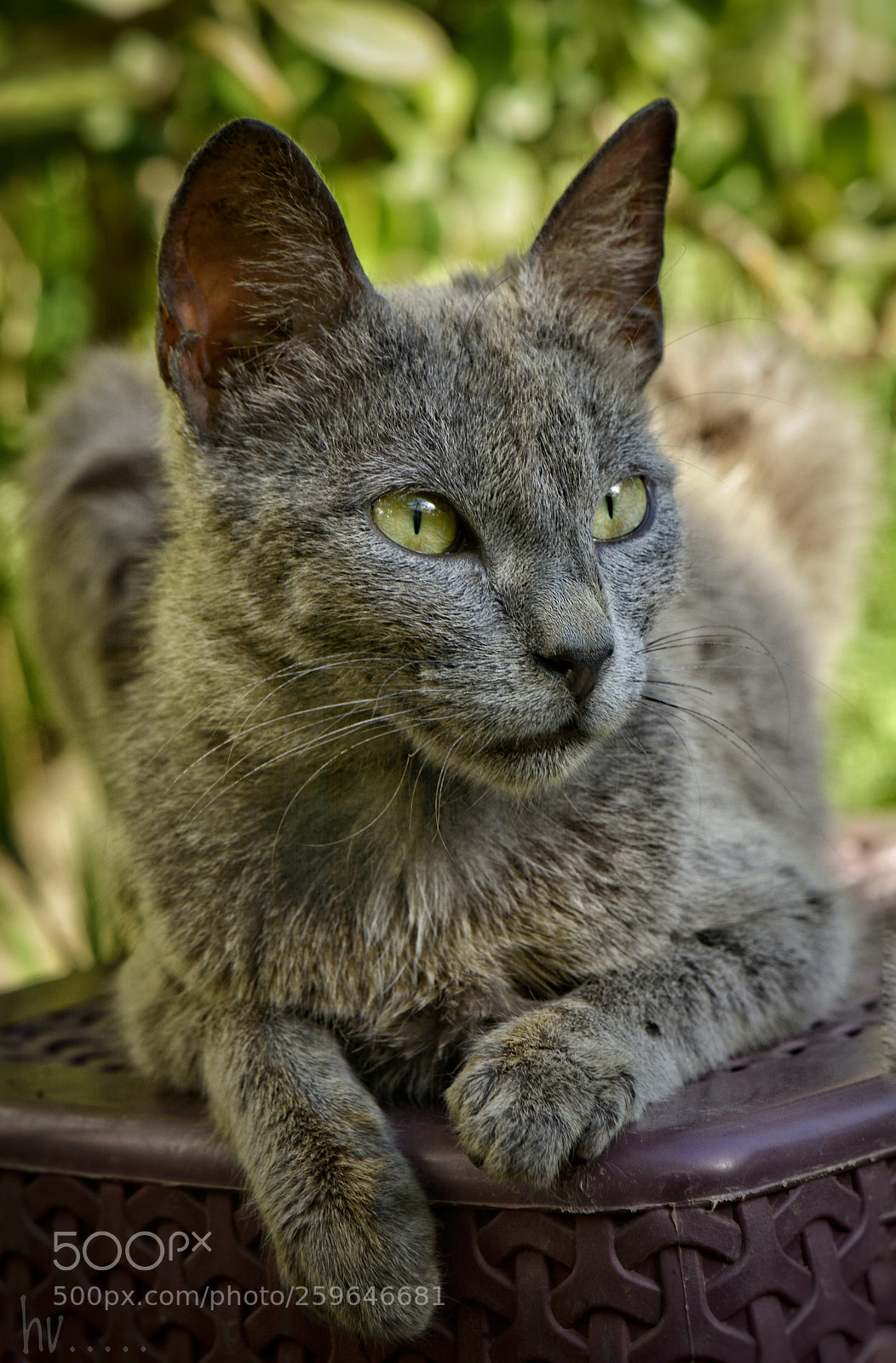 Nikon D7100 sample photo. Sitting in the shade photography