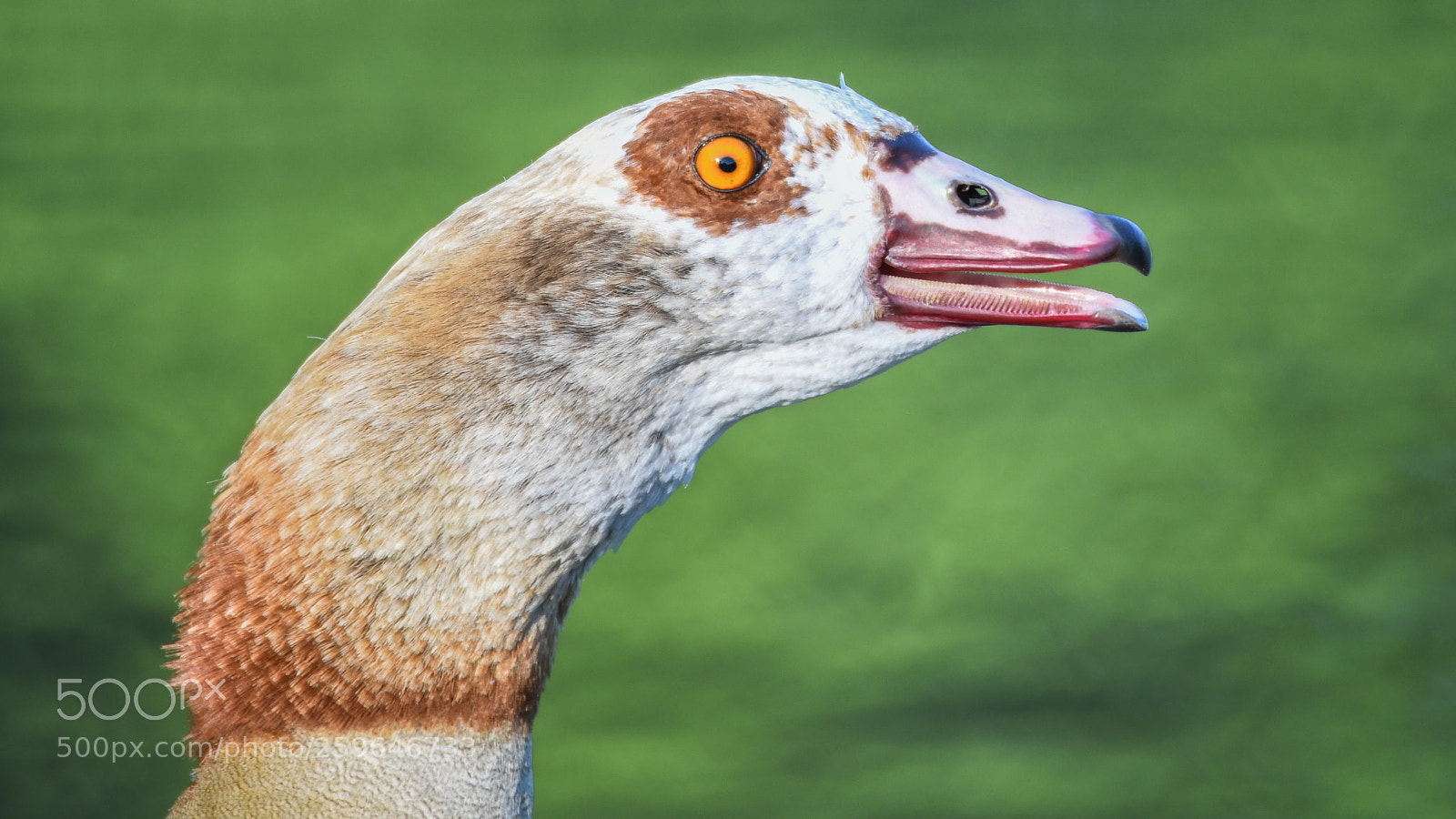 Nikon D850 sample photo. Water bird portrait photography