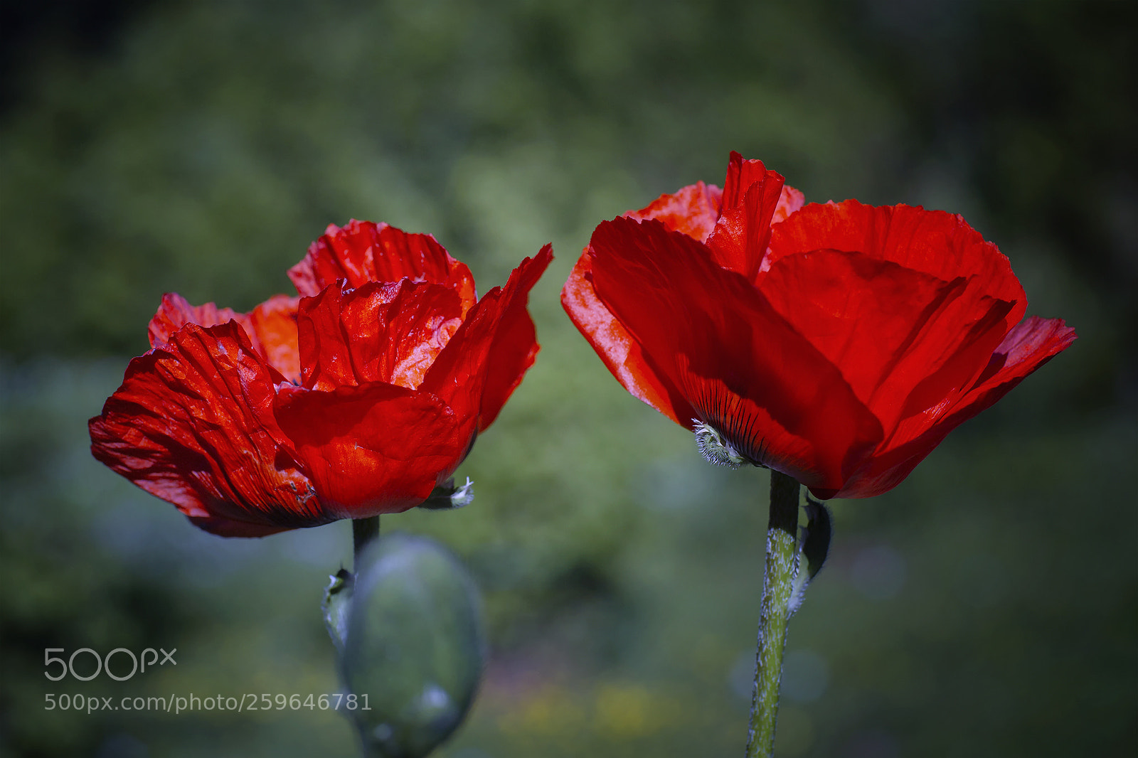 Canon EOS 6D sample photo. Red is the color photography