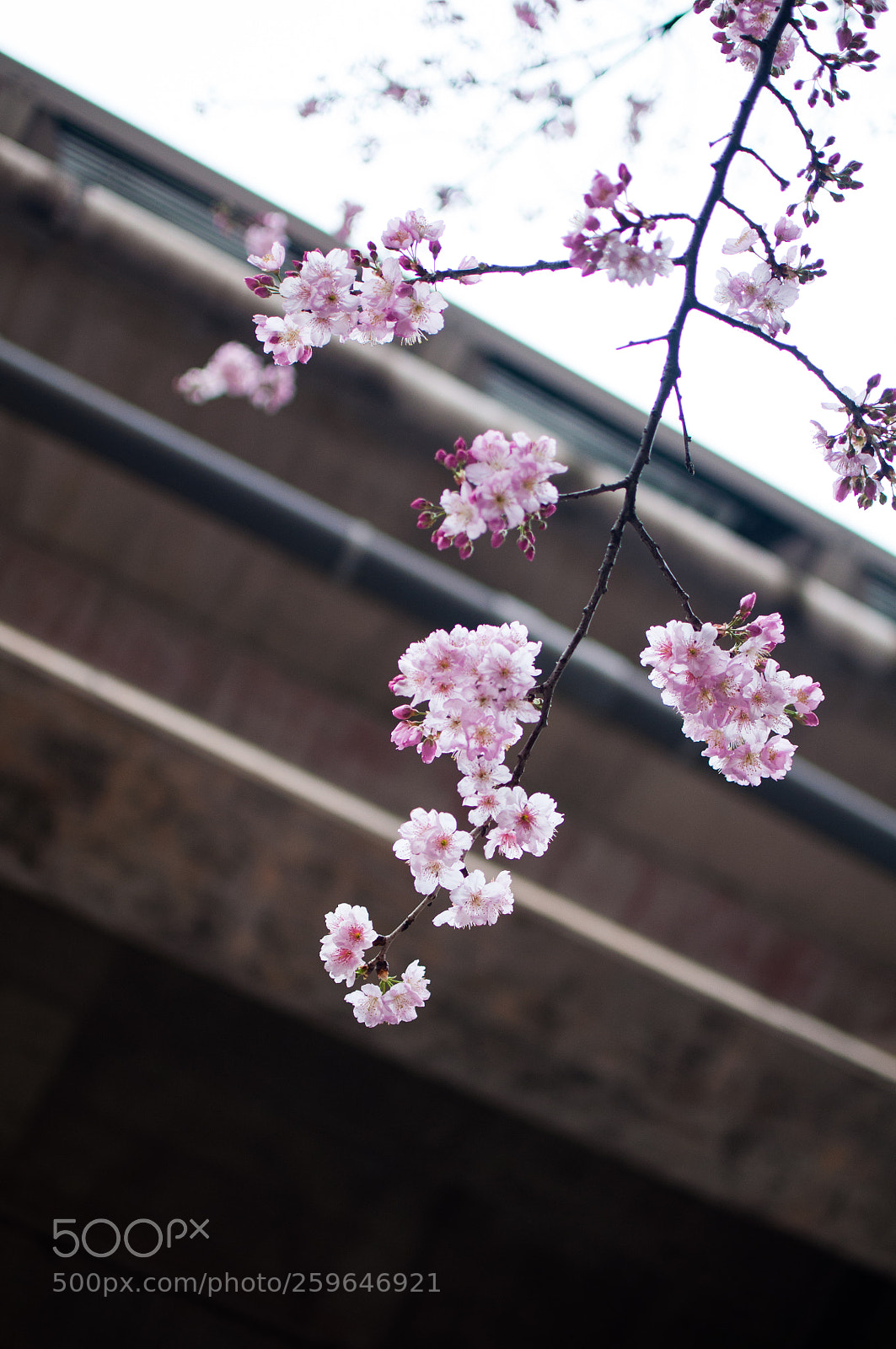 Nikon D90 sample photo. Weak but strong photography