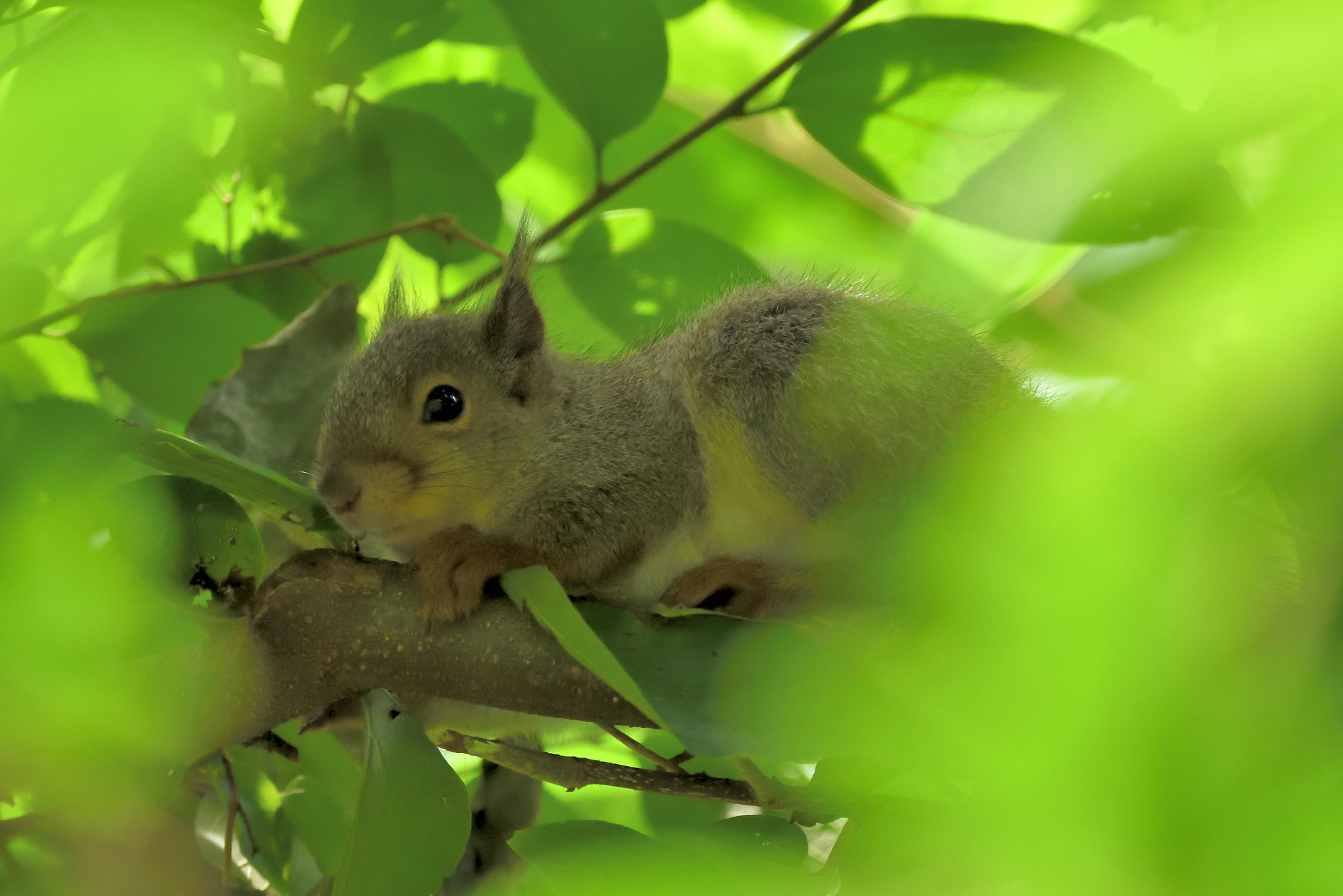 Nikon D7200 + Sigma 150-600mm F5-6.3 DG OS HSM | C sample photo. 木々の向こうに photography