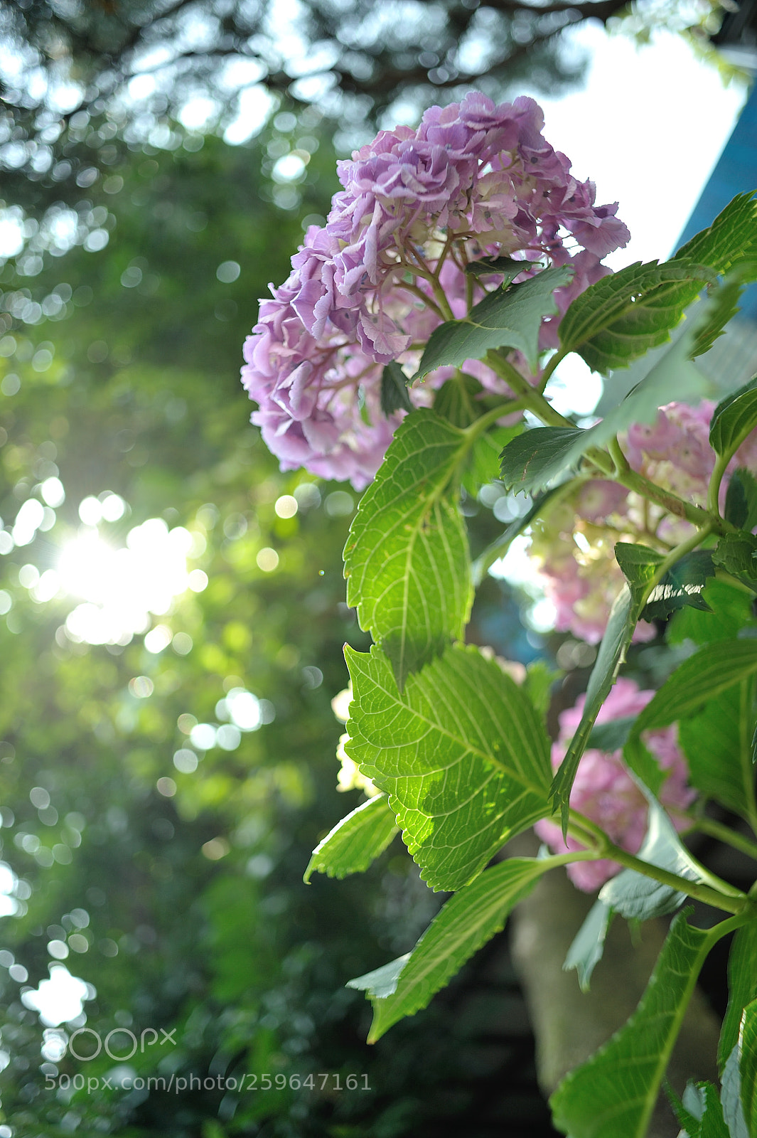 Nikon D700 sample photo. Hydrangea photography