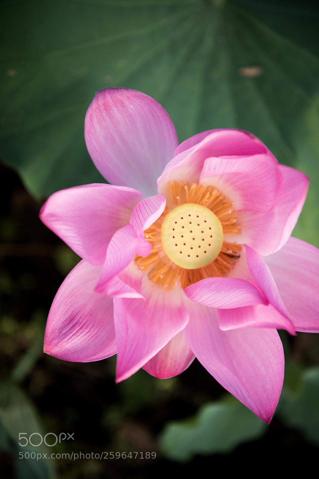 Nikon D810 sample photo. Year by year photography