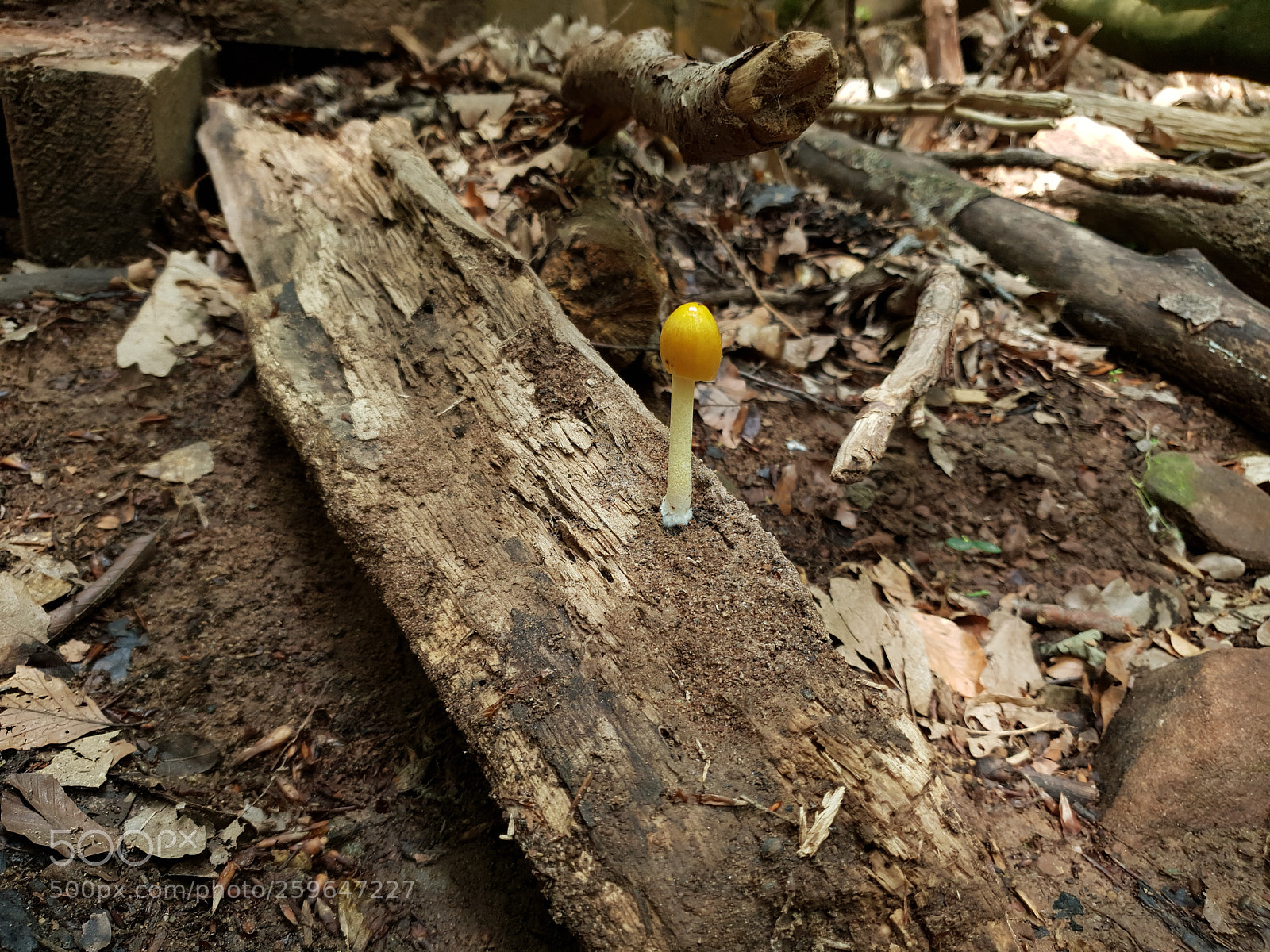 Samsung Galaxy S9+ sample photo. Untitled photography