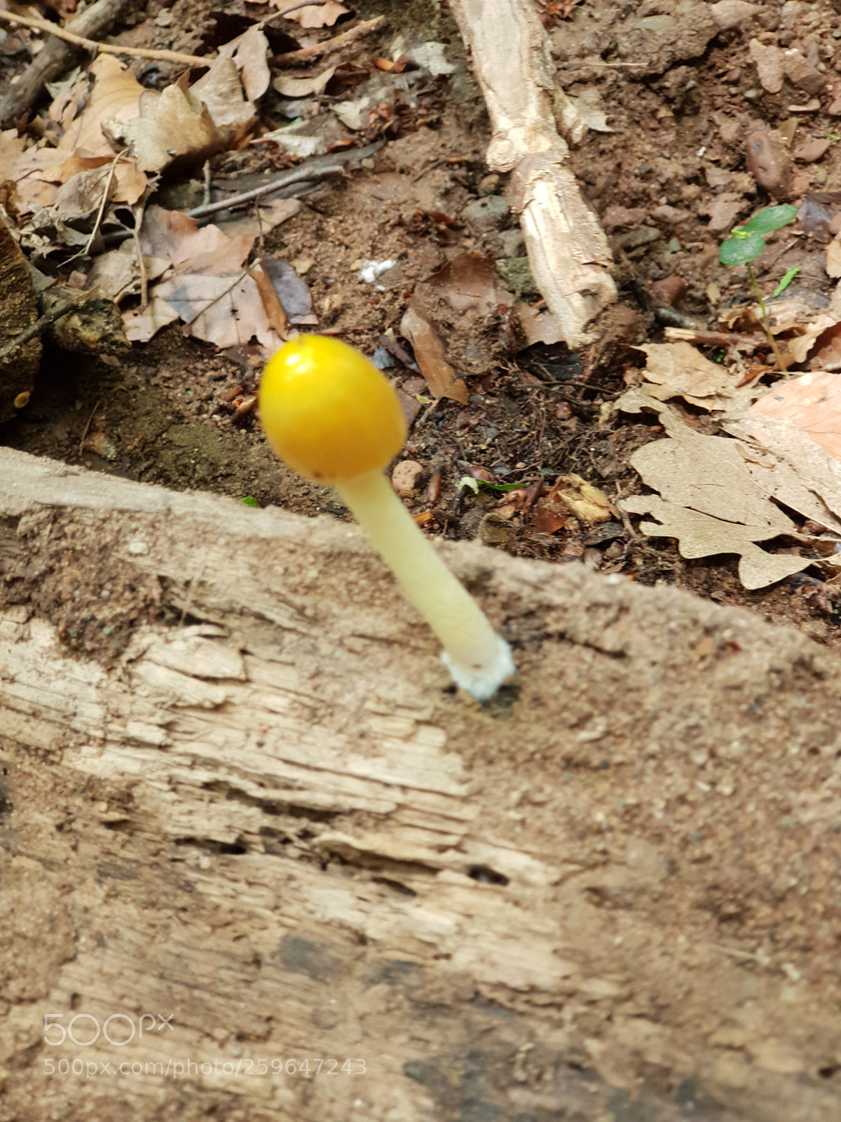 Samsung Galaxy S9+ sample photo. Untitled photography